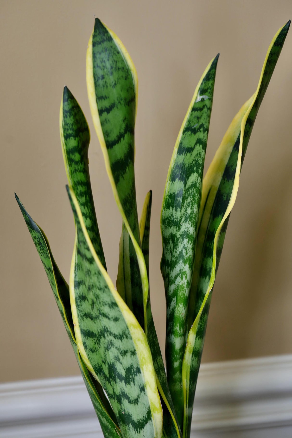 Live Snake Plant in 6" Nursery pot - Mother-In-Law's-Tongue Plant - Sansevieria Laurentii - Air Purifier Indoor Plant - Low Light Plants