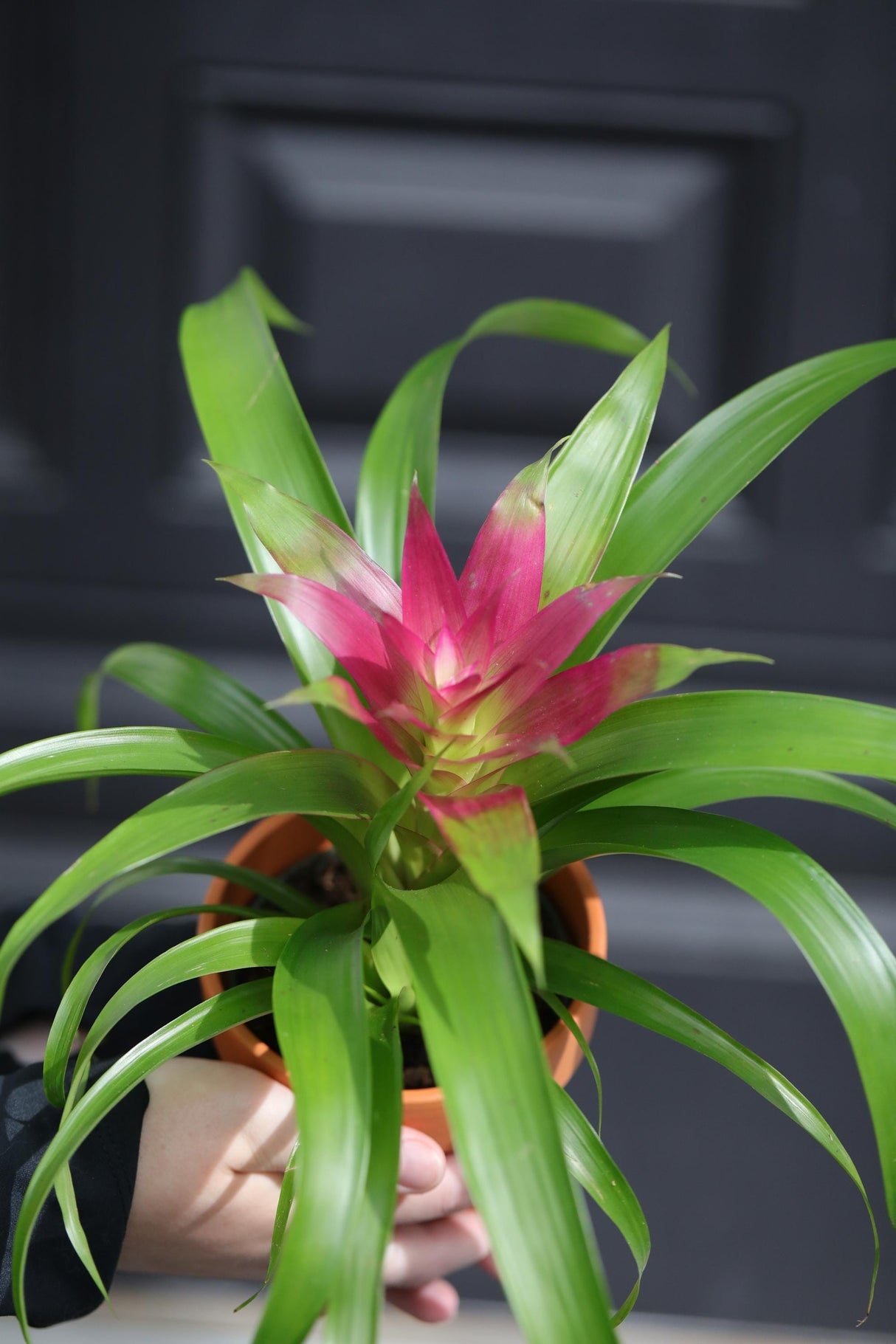Bromeliad - Flowering Indoor Plant in a 4" Nursery Pot - Houseplant with Flowers - New House Gift - Room Decor Live Plant - Gift Plant