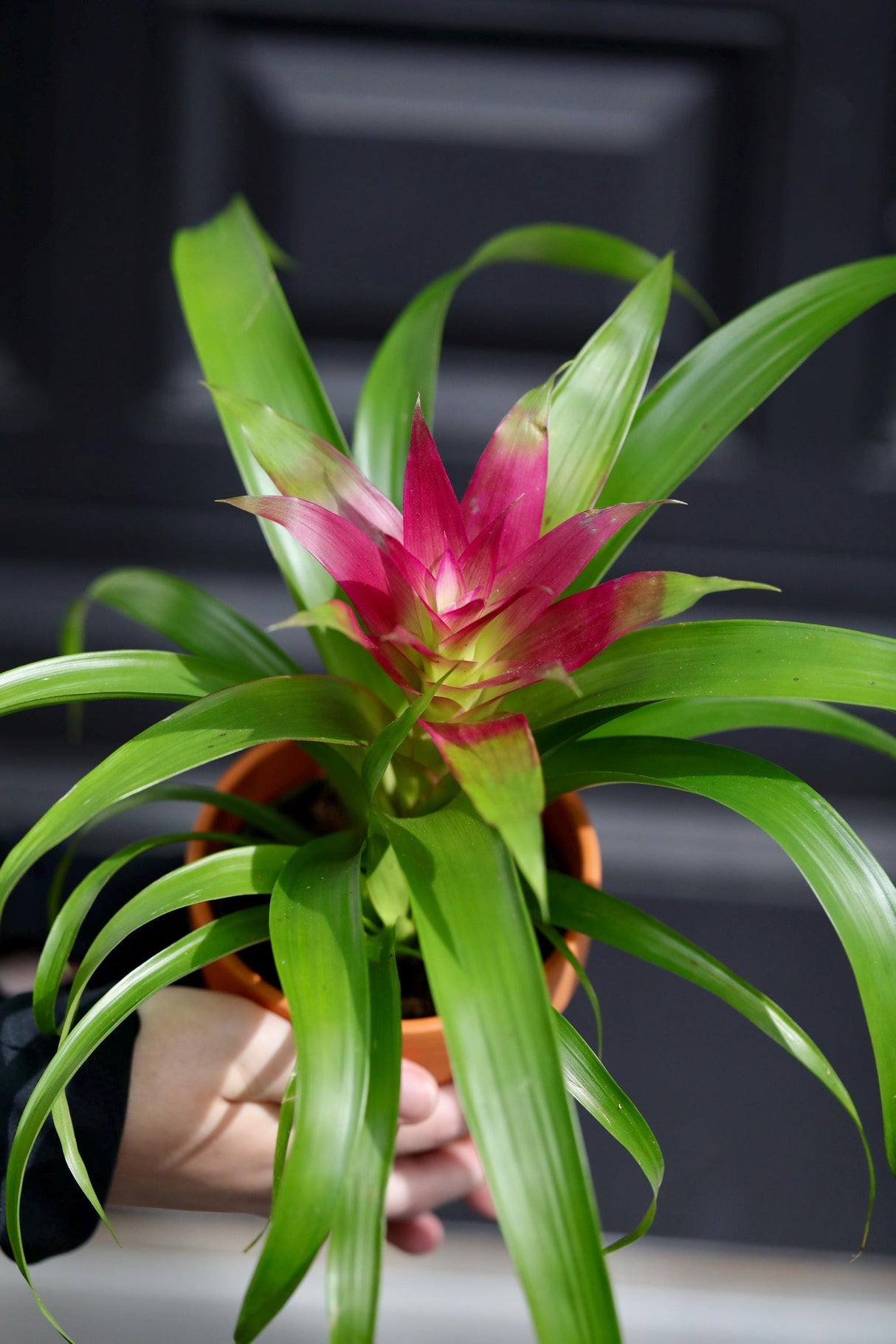 Bromeliad - Flowering Indoor Plant in a 4" Nursery Pot - Houseplant with Flowers - New House Gift - Room Decor Live Plant - Gift Plant