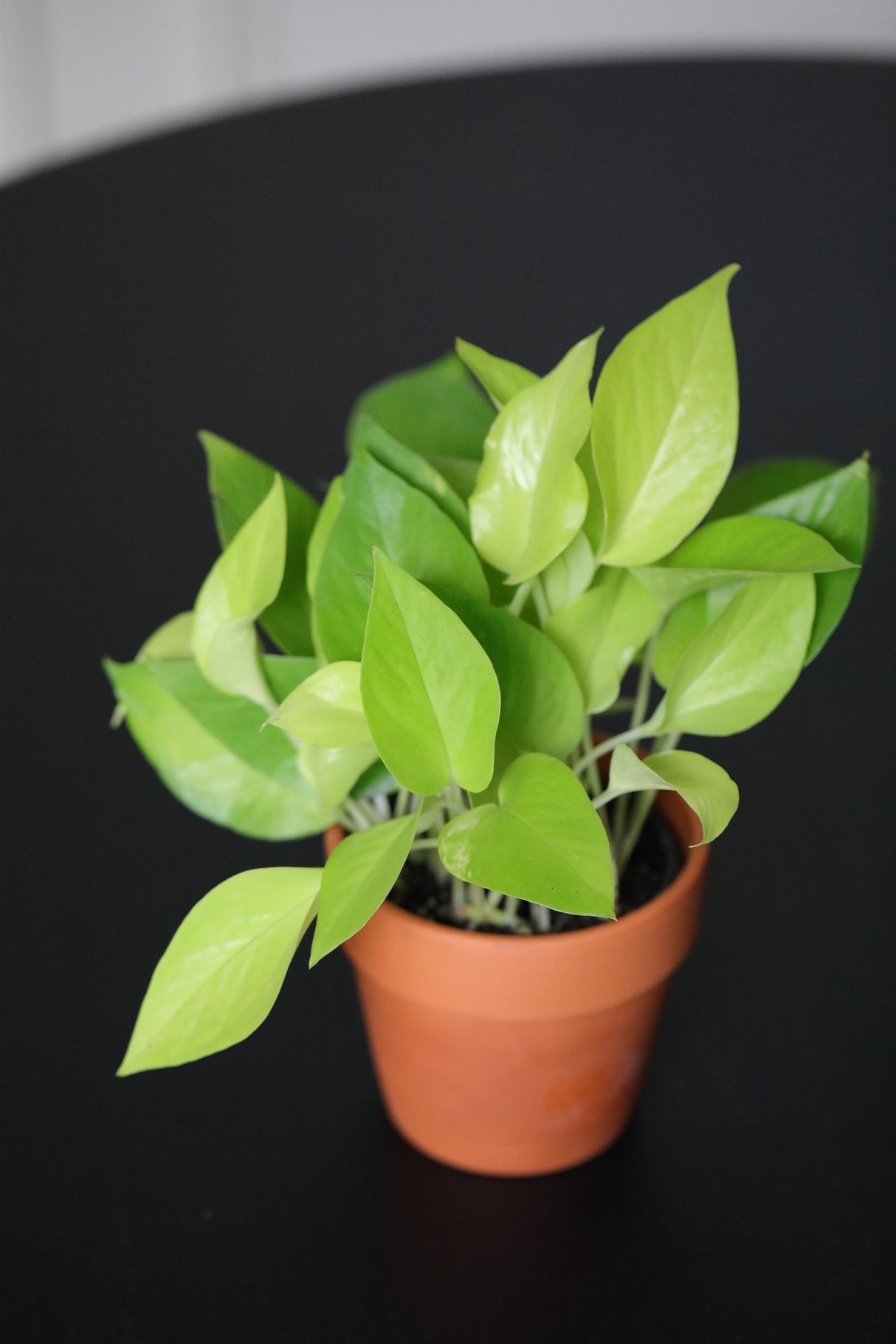 Epipremnum Aureum Neon Pothos | Live Vining Plant in 3" Nursery Pot | Indoor Gift Plant | Low light Plants |Home Decor | Tropical Houseplant