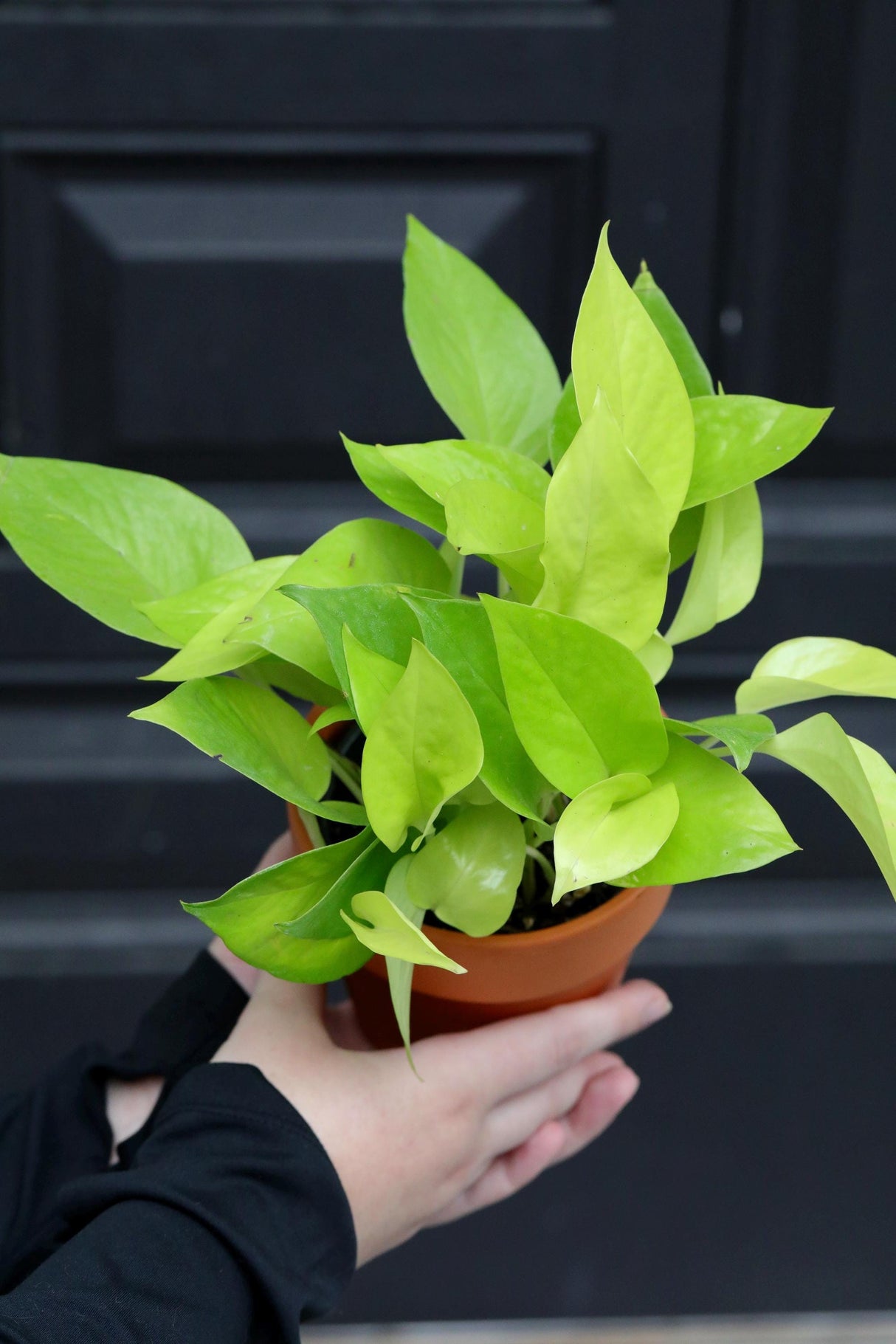 Epipremnum Aureum Neon Pothos | Live Vining Plant in 3" Nursery Pot | Indoor Gift Plant | Low light Plants |Home Decor | Tropical Houseplant