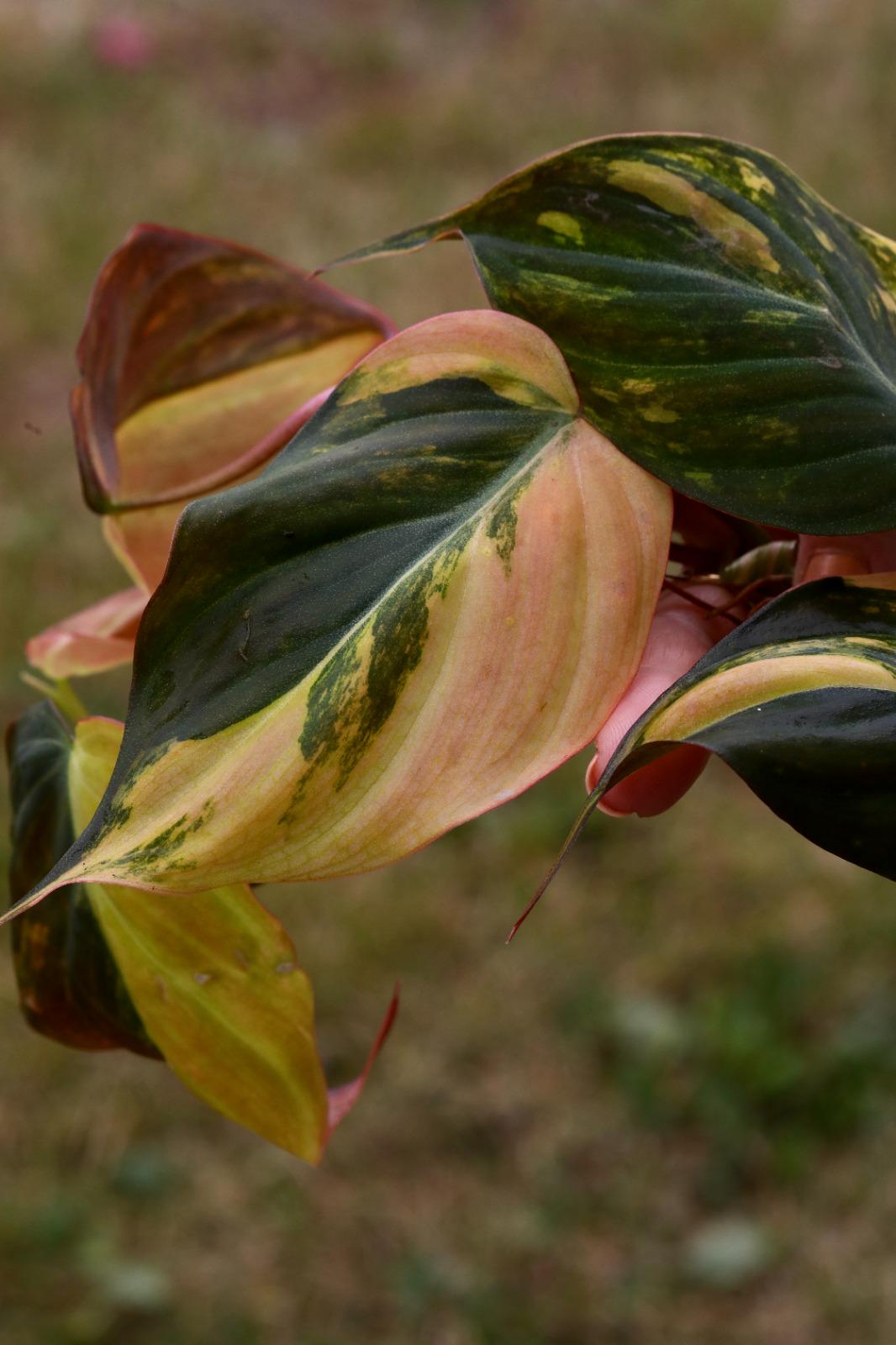 Variegated Philodendron Mican Aurea Cuttings - Velvet Heartleaf Philodendron - Low Light Vining Indoor Plant