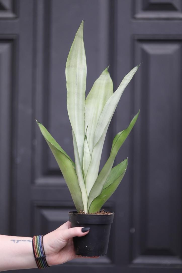 Sansevieria Masoniana in a 4" Nursery Pot | Moonshine Snake Plant | Air Purifying Indoor Plant | Low Light Houseplants | Cat Safe Plant