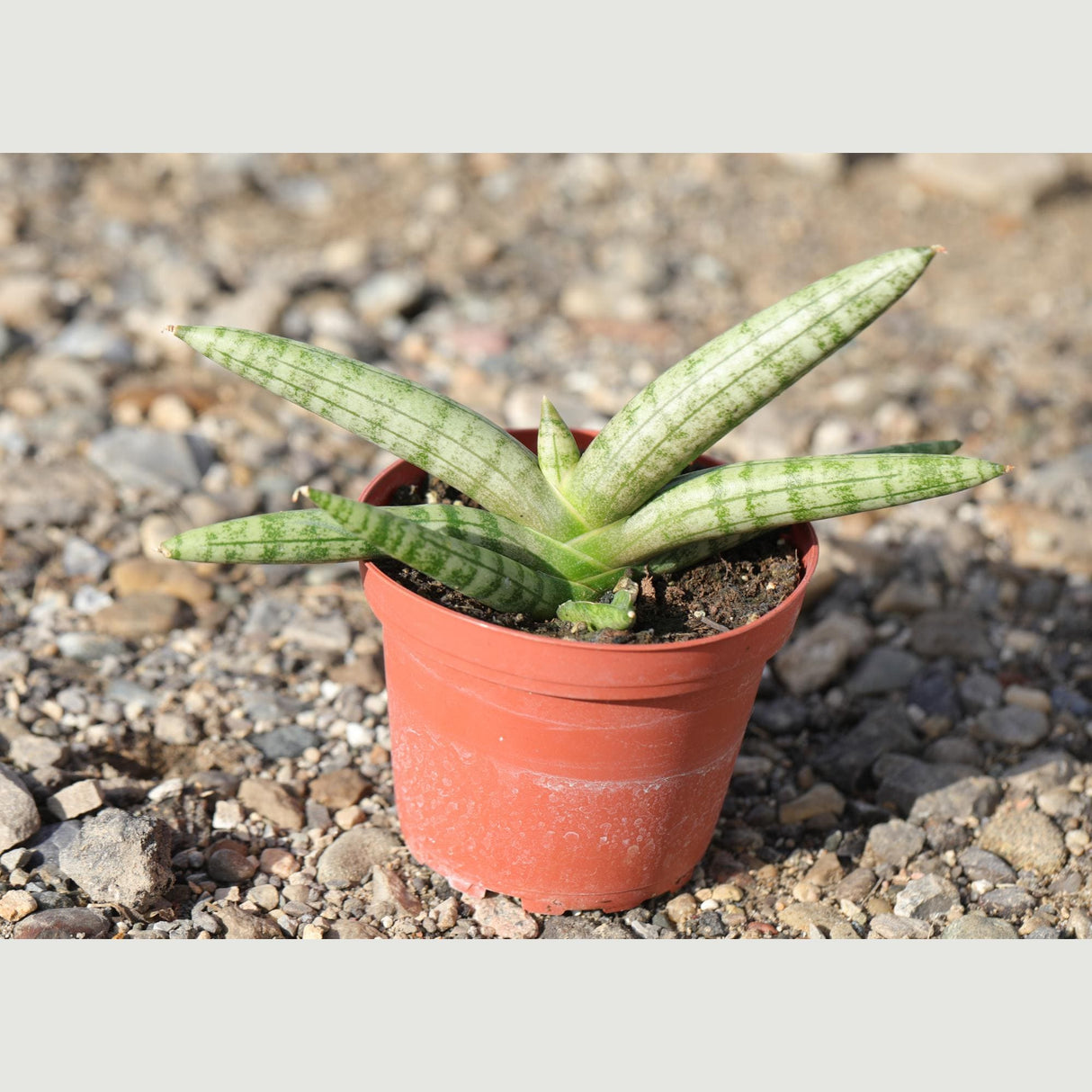 Sansevieria Cylindrica Boncel in 3" Nursery Pot - Starfish Snake Plant - Low Maintenance Houseplant - Pet-Safe Indoor Plant -Low Light Plant