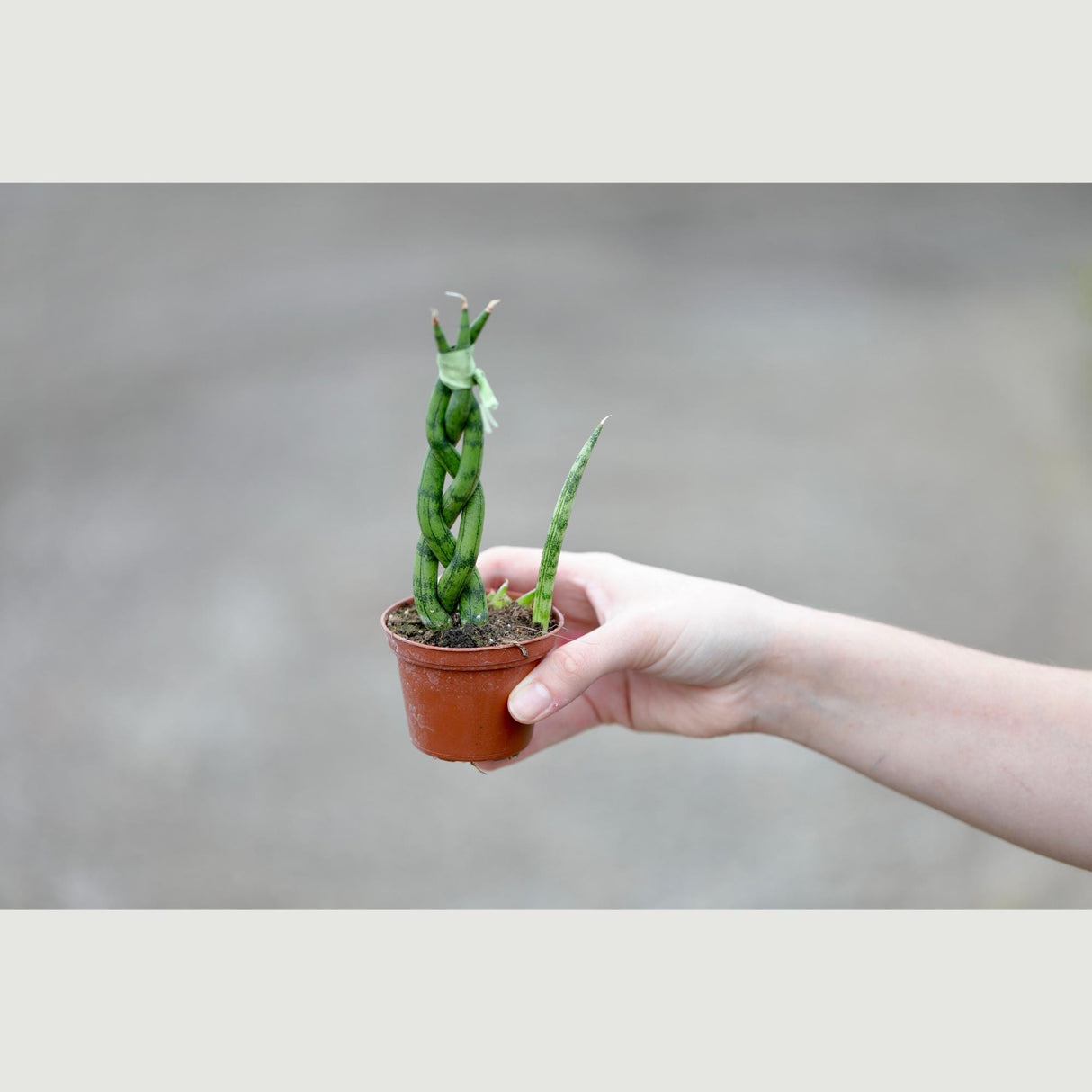 African Spear Braided Plant in a 2.5" Nursery Pot - Sansevieria Cylindrica - Cylindrical Snake Plant - Low light Indoor Succulent Plant