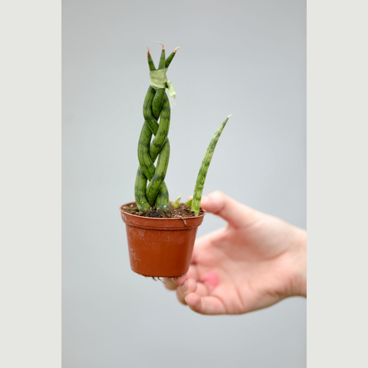 African Spear Braided Plant in a 2.5" Nursery Pot - Sansevieria Cylindrica - Cylindrical Snake Plant - Low light Indoor Succulent Plant