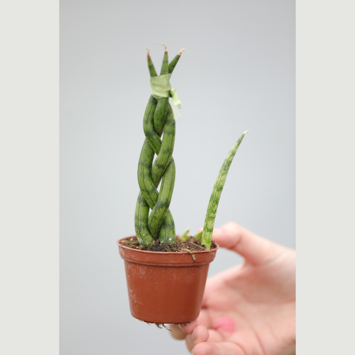 African Spear Braided Plant in a 2.5" Nursery Pot - Sansevieria Cylindrica - Cylindrical Snake Plant - Low light Indoor Succulent Plant