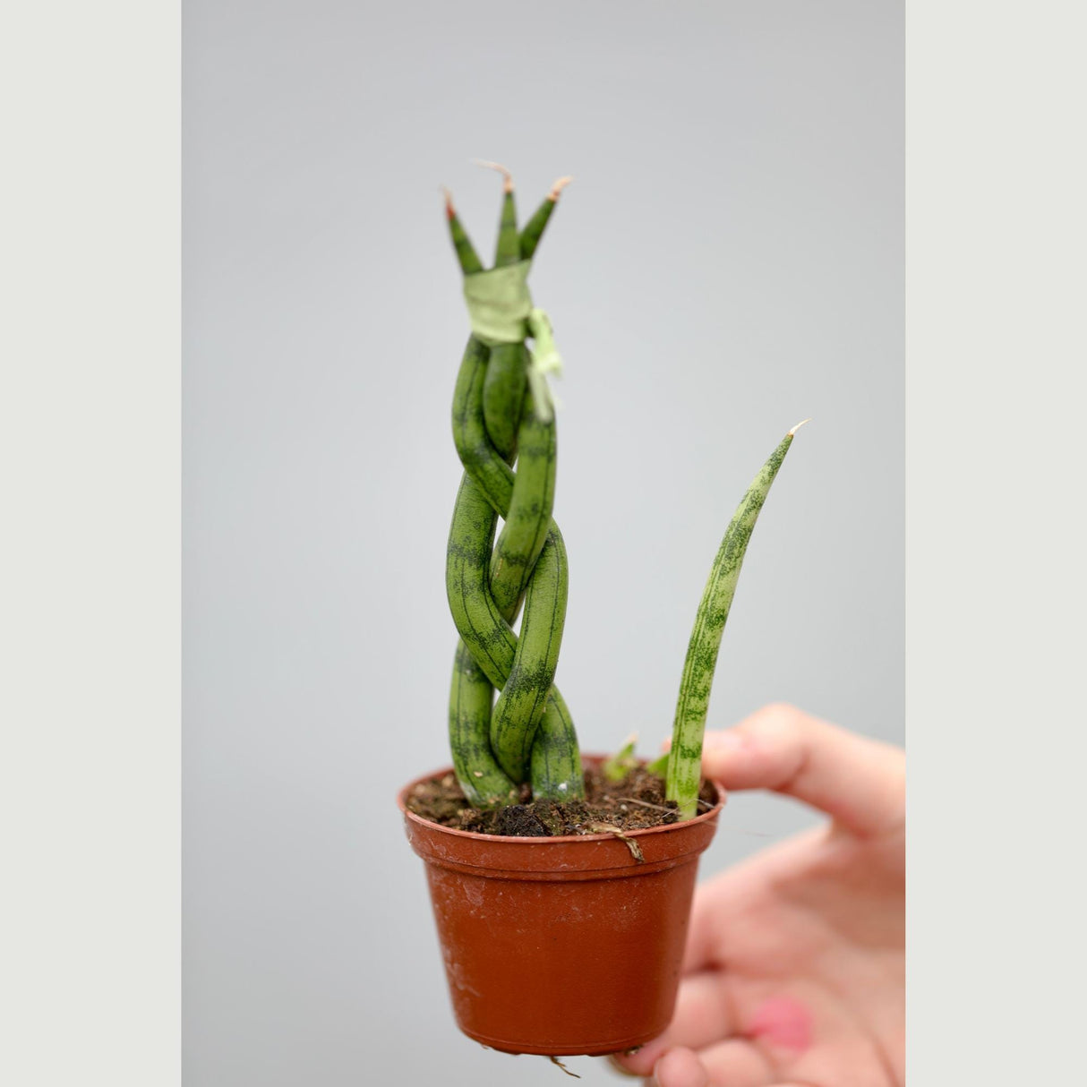 African Spear Braided Plant in a 2.5" Nursery Pot - Sansevieria Cylindrica - Cylindrical Snake Plant - Low light Indoor Succulent Plant
