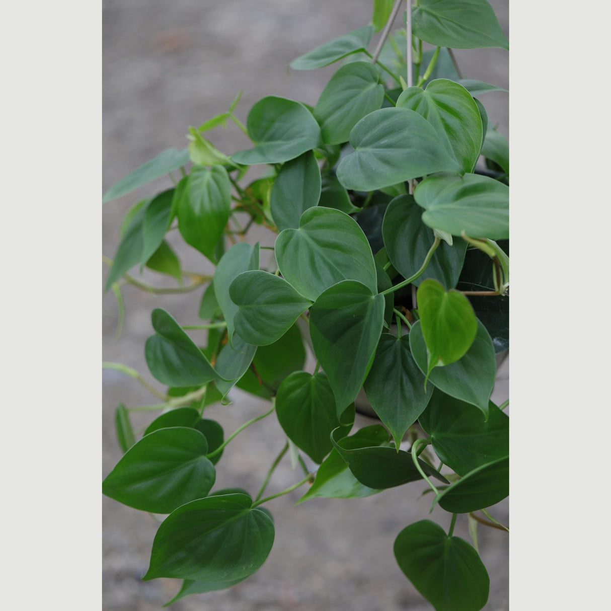Heartleaf Philodendron in a 8" Hanging Basket - Philodendron Cordatum - Vining Plant - Low light Indoor Plants - Easy Care Houseplant