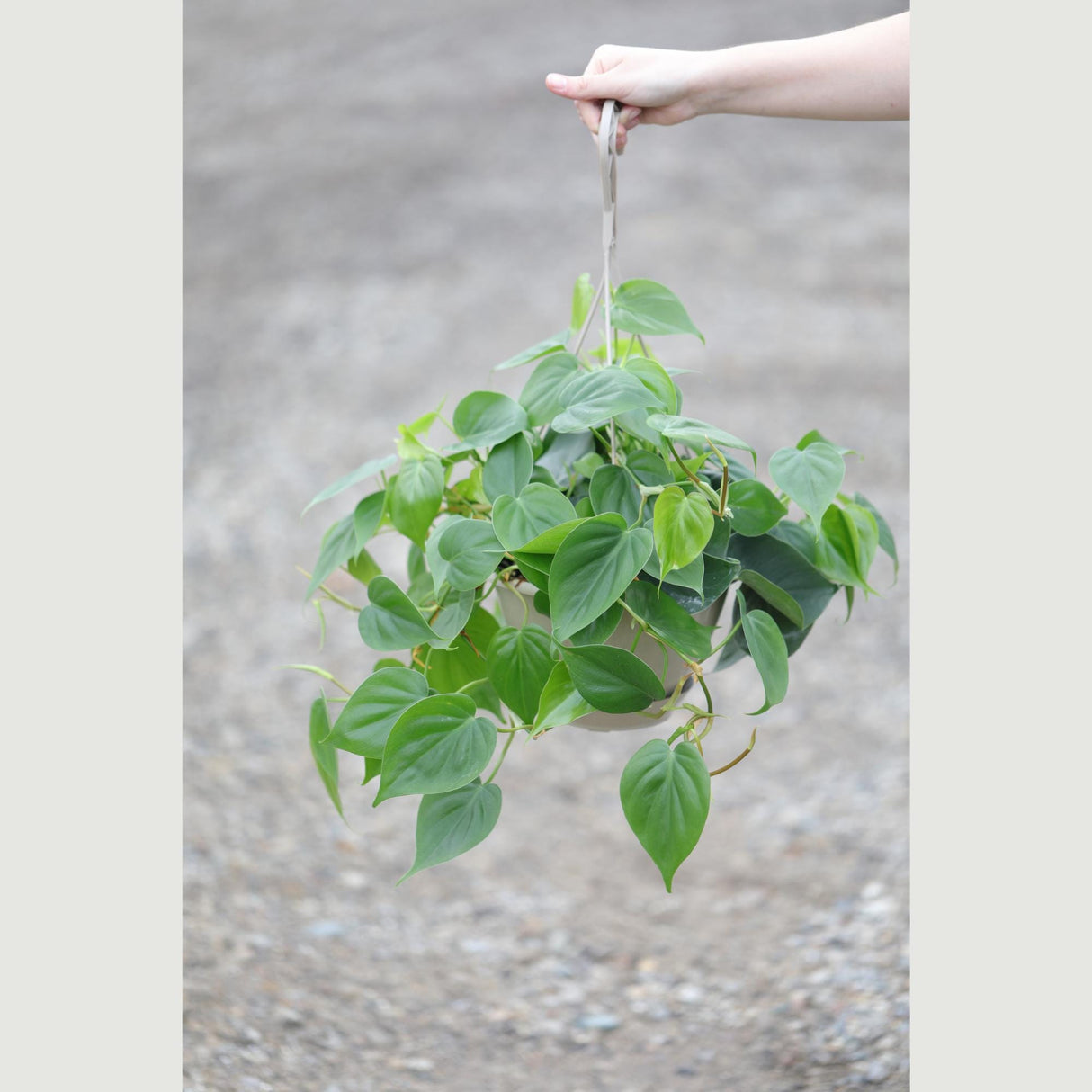 Heartleaf Philodendron in a 8" Hanging Basket - Philodendron Cordatum - Vining Plant - Low light Indoor Plants - Easy Care Houseplant