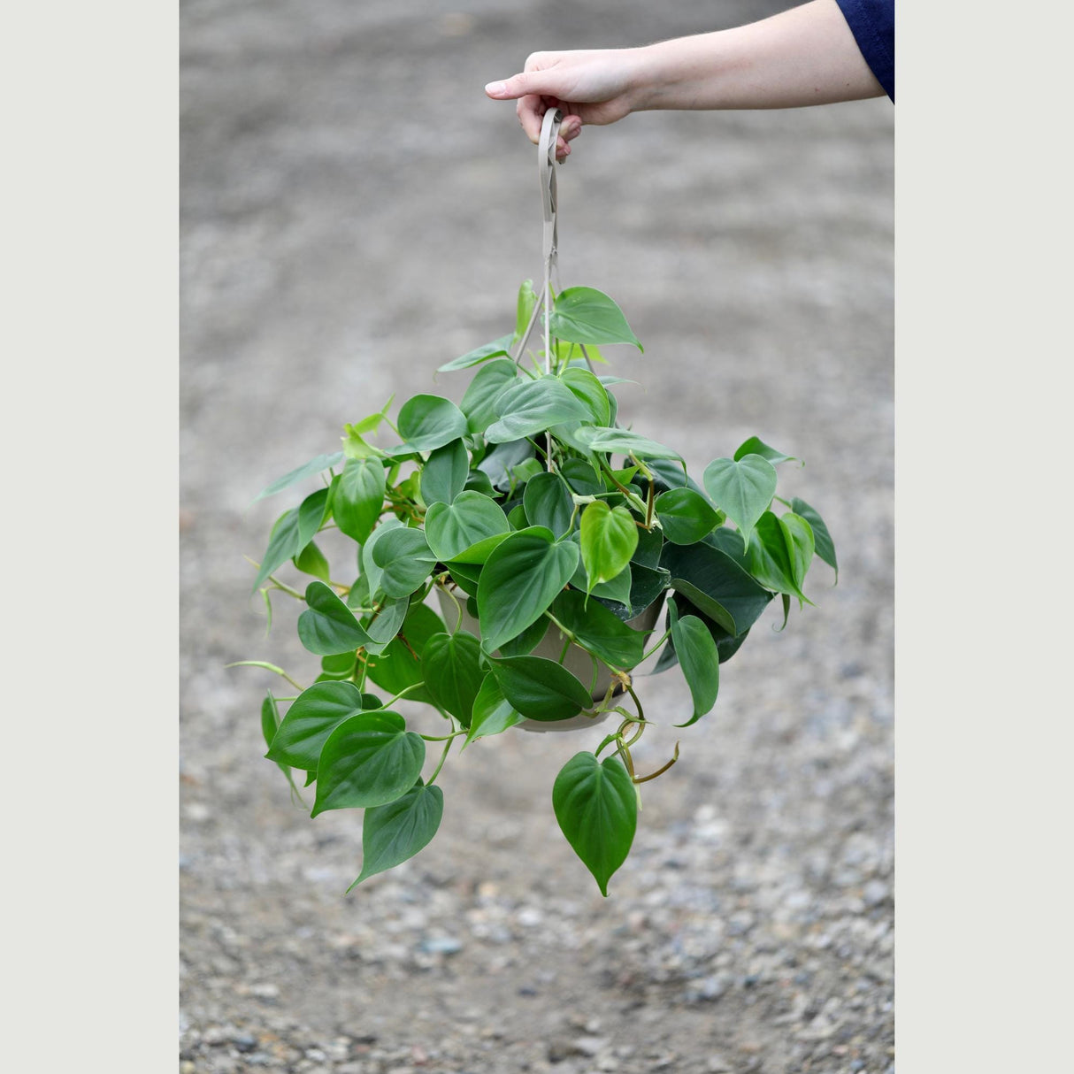 Heartleaf Philodendron in a 8" Hanging Basket - Philodendron Cordatum - Vining Plant - Low light Indoor Plants - Easy Care Houseplant