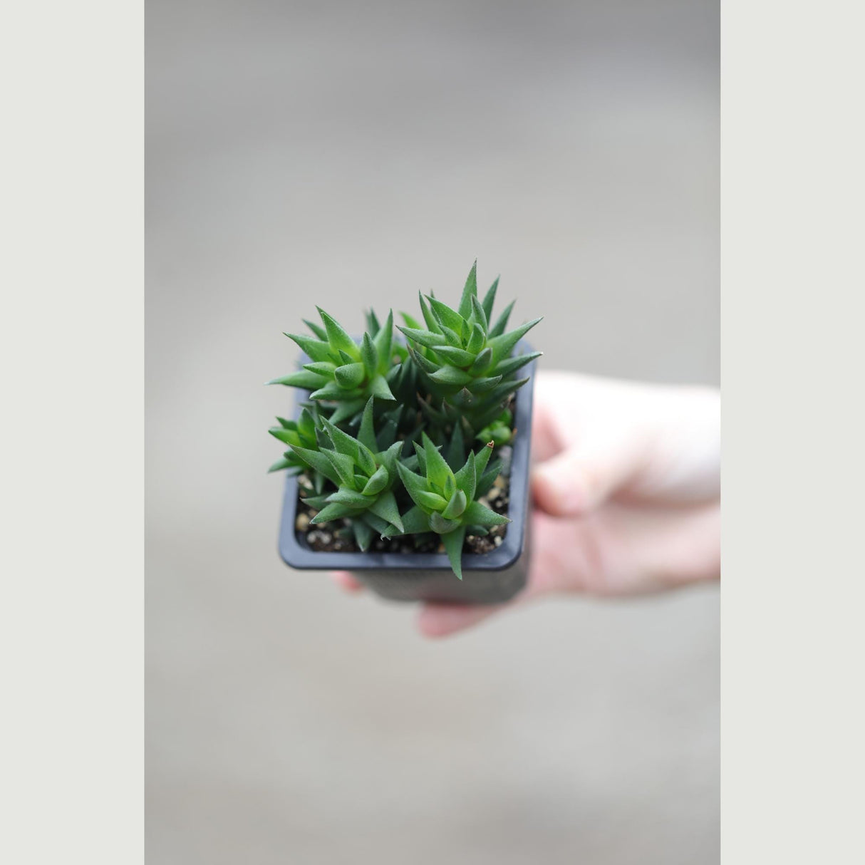 Haworthiopsis Marumiana in a 3" Nursery Pot - Succulent Plant – Low-Light Indoor Plant - Air-Purifying Houseplant -Easy Care Indoor Plant