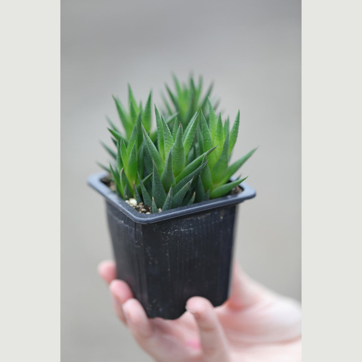 Haworthiopsis Marumiana in a 3" Nursery Pot - Succulent Plant – Low-Light Indoor Plant - Air-Purifying Houseplant -Easy Care Indoor Plant
