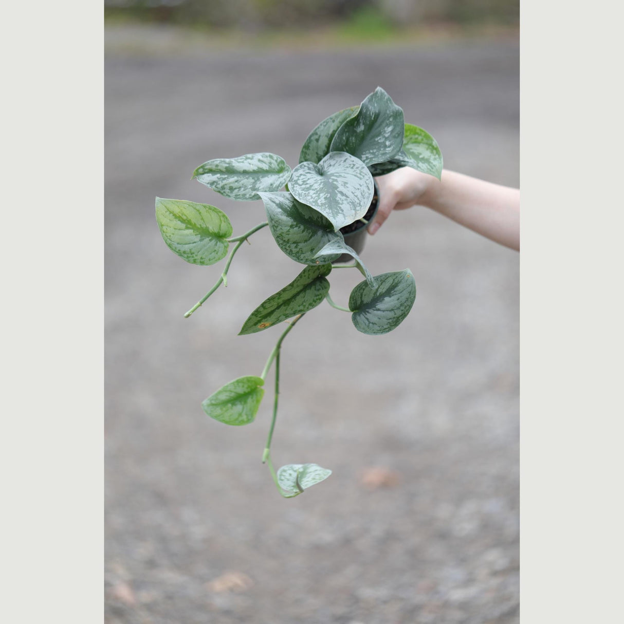Scindapsus Silver Exotica in a 4" Nursery Pot - Scindapsus Pictus - Silver Pothos Vining Plant -Air Purifying Indoor Plant - Low Light Plant