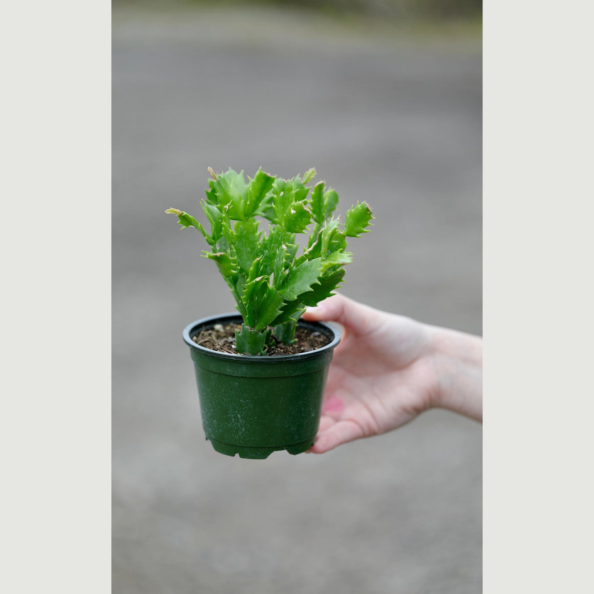 Thanksgiving Cactus in a 4" Nursery Pot - Schlumbergera Truncata - Indoor Succulent Plant - Low light Gift Houseplant - Pet Safe Plant