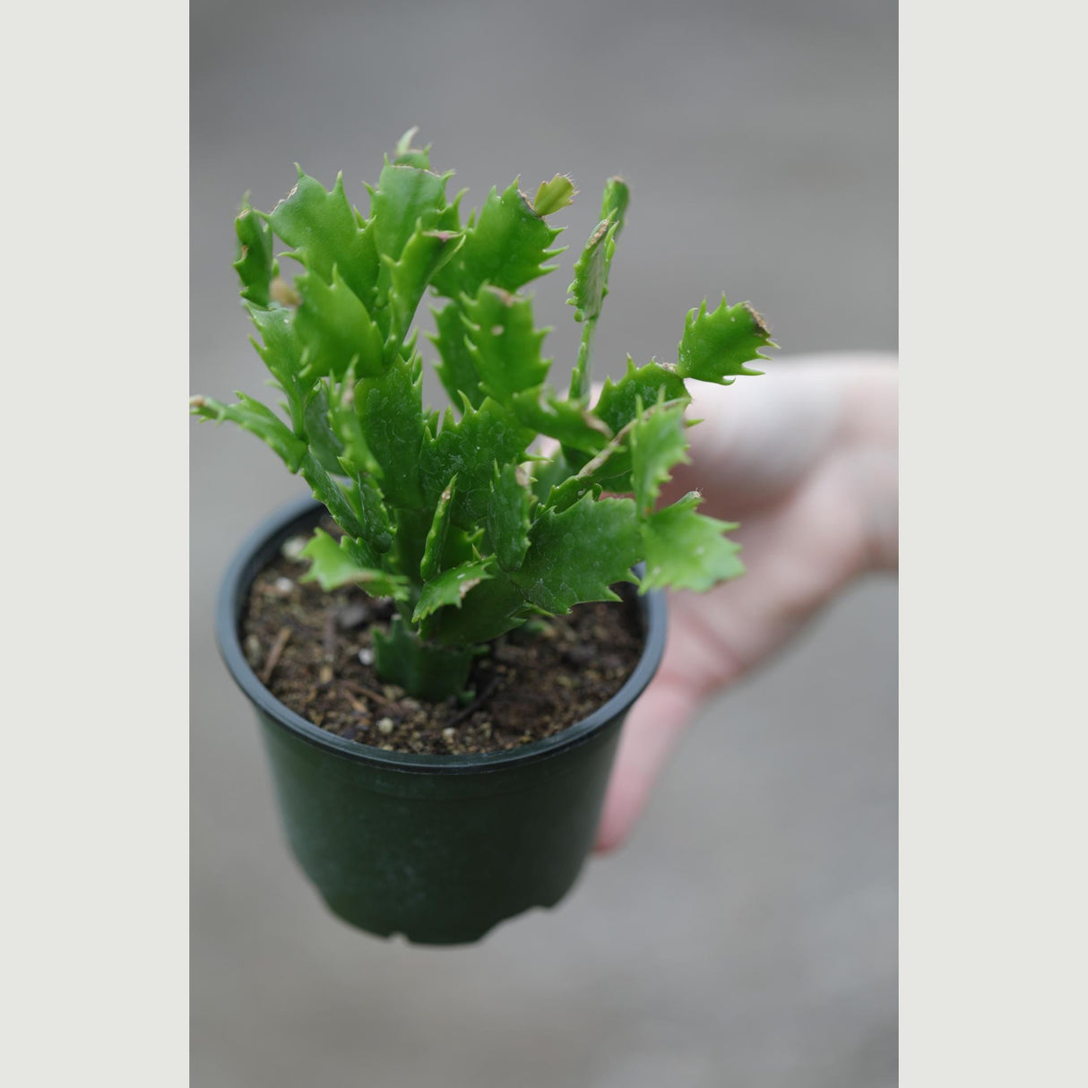 Thanksgiving Cactus in a 4" Nursery Pot - Schlumbergera Truncata - Indoor Succulent Plant - Low light Gift Houseplant - Pet Safe Plant