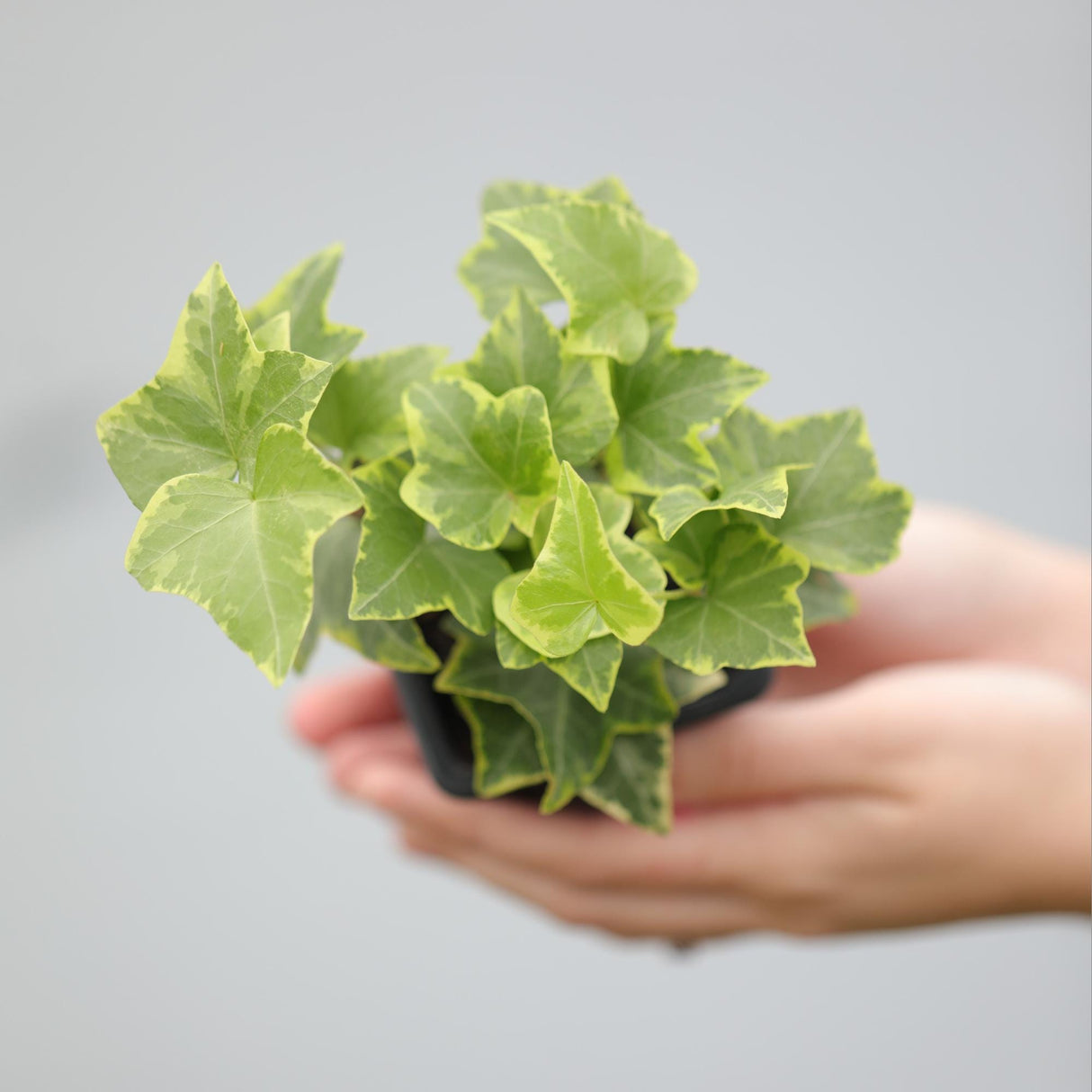 Variegated English Ivy Live Plant 3" - Gold Ivy Indoor plant - Low Light Vining Houseplant - Plant - Air Purifying variegated terrarium Plant