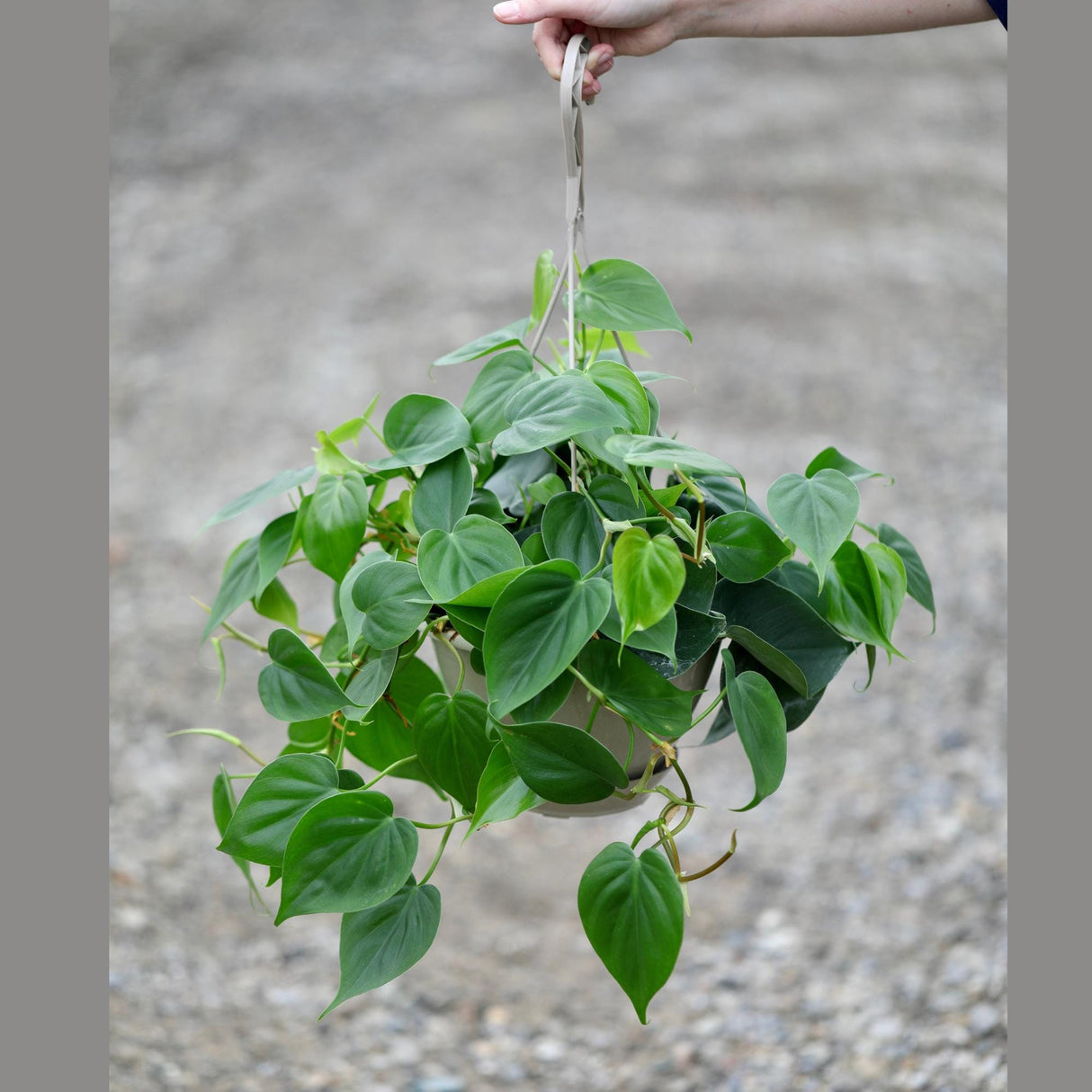 Heartleaf Philodendron in a 8" Hanging Basket - Philodendron Cordatum - Vining Plant - Low light Indoor Plants - Easy Care Houseplant