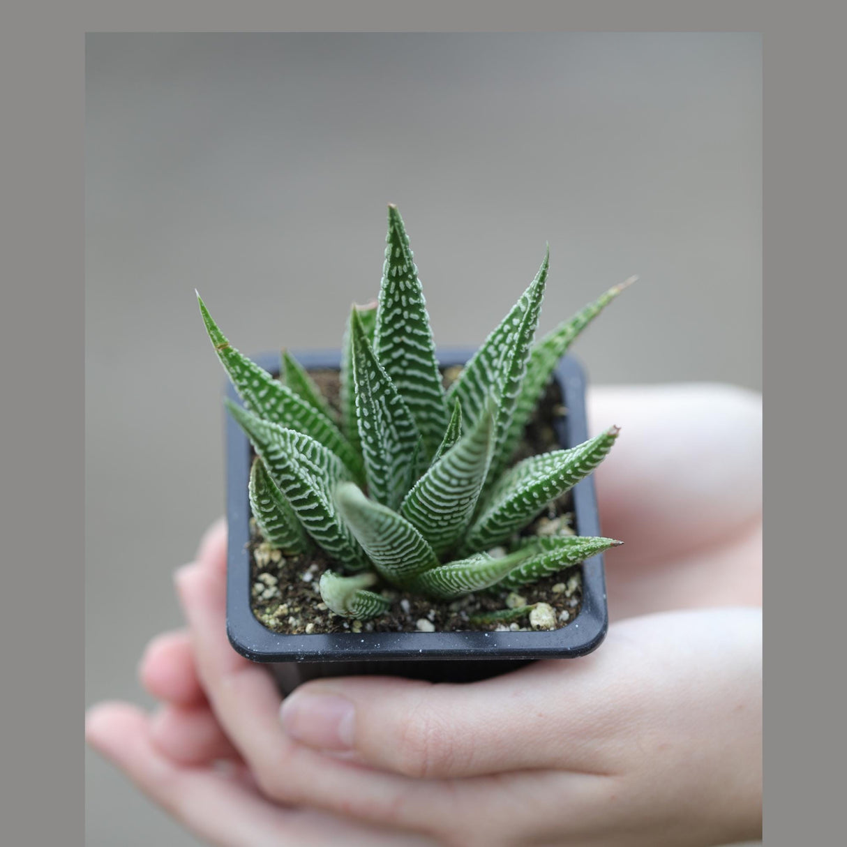 Haworthia Limifolia in a 2" Pot- Succulent Plant - Zebra Aloe - Mini Indoor Cactus - Easy Care Indoor Plant - Low Maintenance Houseplant