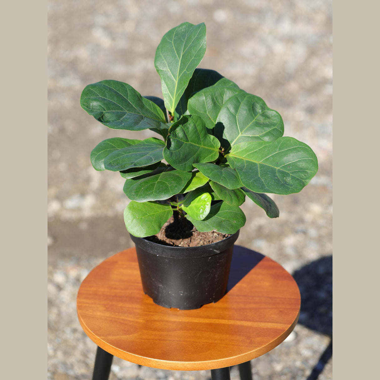 Fiddle Fig Tree | Live Houseplant in a 5" Nursery Pot | Large Fixus Lyrata Fig Tree | Low light Indoor Plant | Air Purifying Houseplants