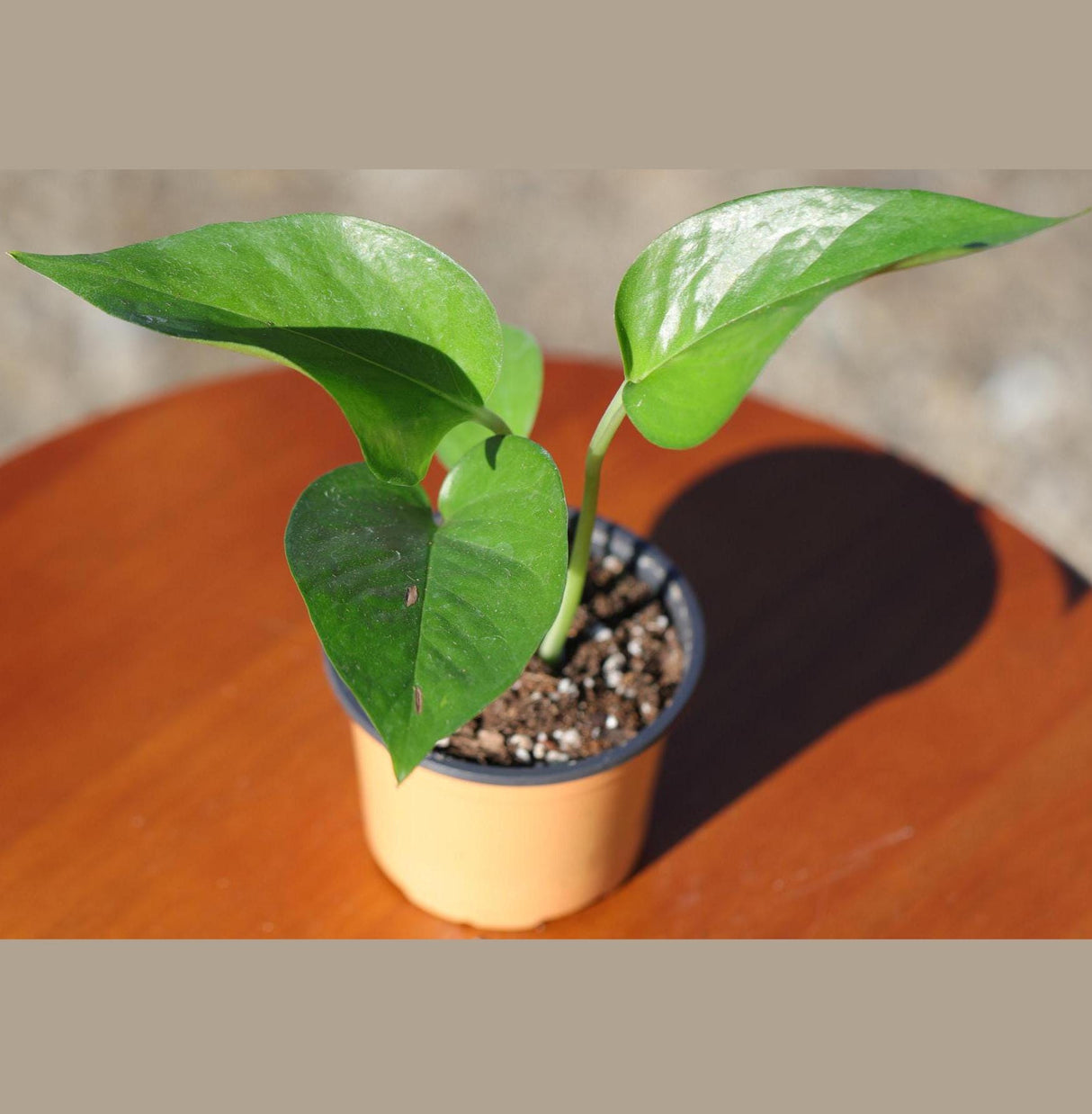 Jade Pothos in 2” Pot - Epipremnum Aureum Jade - Vining Low Light Indoor Plant - Air Purifying Tropical Houseplant - Live Indoor Plant