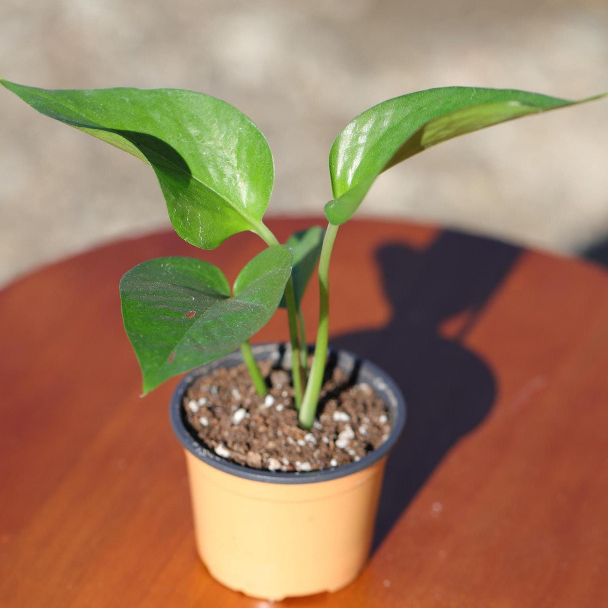 Jade Pothos in 2” Pot - Epipremnum Aureum Jade - Vining Low Light Indoor Plant - Air Purifying Tropical Houseplant - Live Indoor Plant