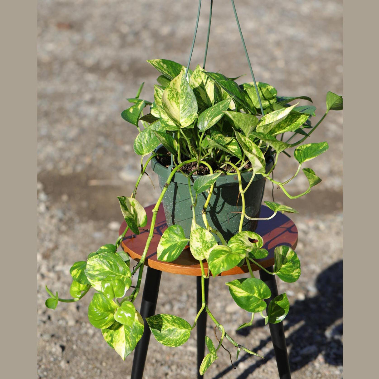 Golden Pothos in a 4" & 6" Nursery Pot - Easy Care Houseplant - Low light Indoor Plant - Desk / Shelf / Hanging Basket Plant / Air purifier plant