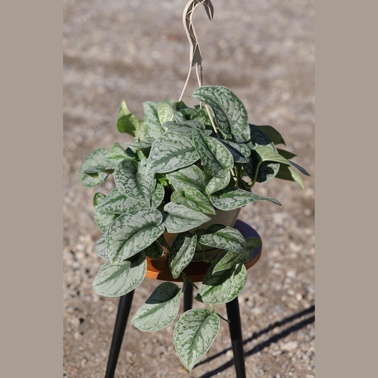Scindapsus Silver Exotica Plant in 8" Hanging Basket - Silver Satin Pothos Plant - Rare Vining Indoor Plant - Scindapsus Pictus Exotica