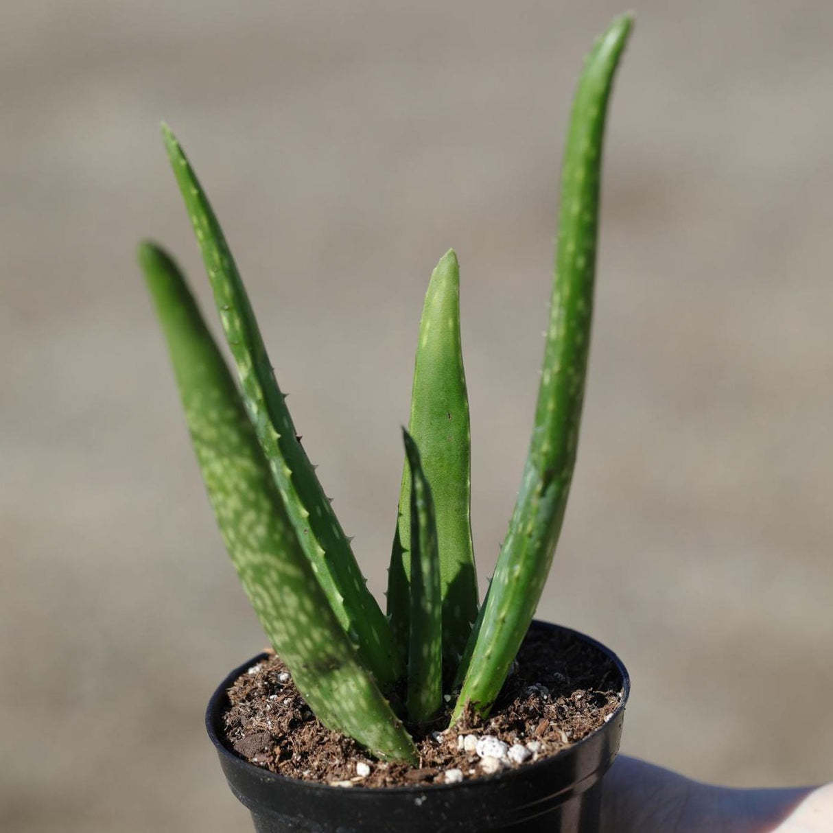 Aloe Vera Plant in a 4" Nursery Pot - Suucculent Plant - Air Purifying Plant - Low Light Houseplant - Medicine Plant - Easy Indoor Plant