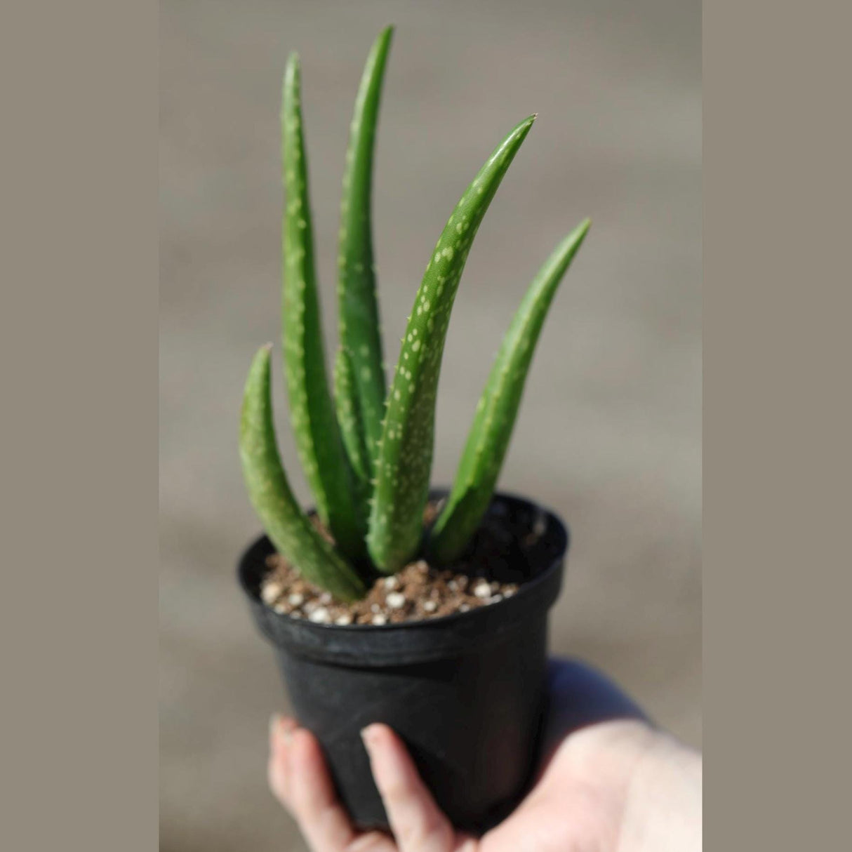 Aloe Vera Plant in a 4" Nursery Pot - Suucculent Plant - Air Purifying Plant - Low Light Houseplant - Medicine Plant - Easy Indoor Plant
