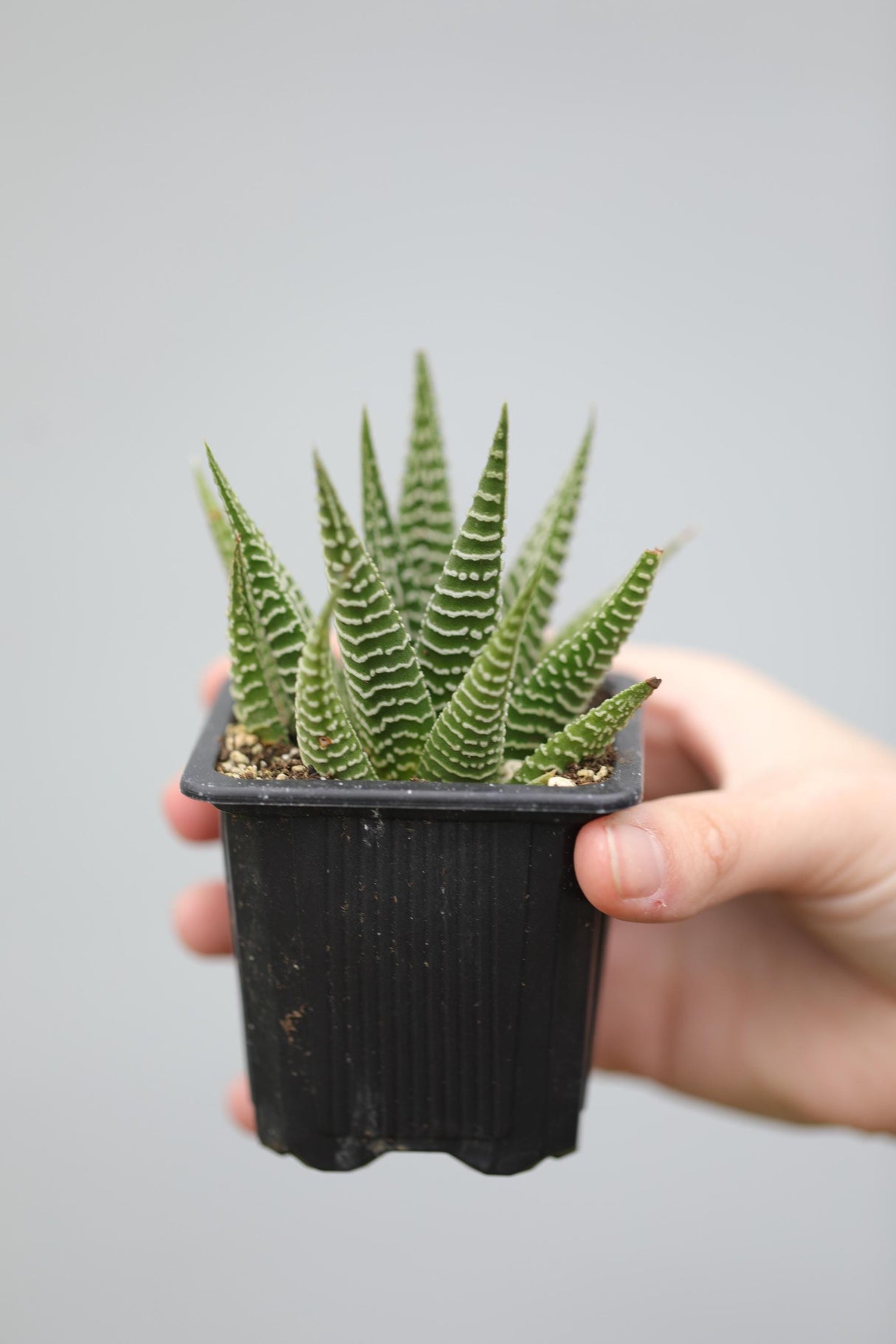 Haworthia Limifolia in a 2" Pot- Succulent Plant - Zebra Aloe - Mini Indoor Cactus - Easy Care Indoor Plant - Low Maintenance Houseplant