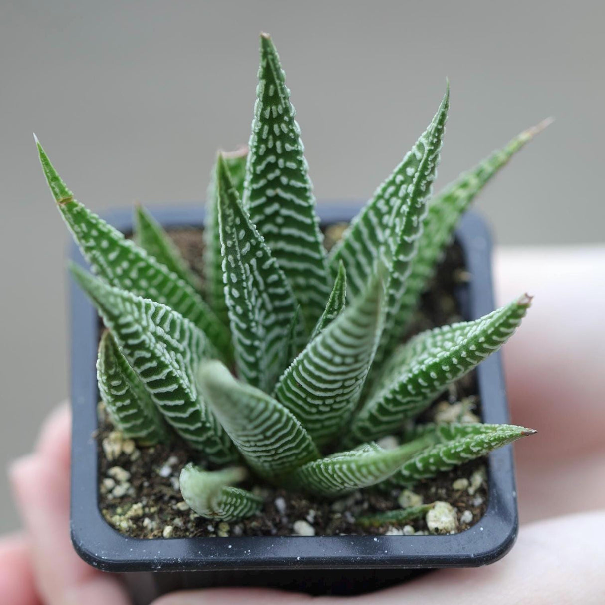 Haworthia Limifolia in a 2" Pot- Succulent Plant - Zebra Aloe - Mini Indoor Cactus - Easy Care Indoor Plant - Low Maintenance Houseplant