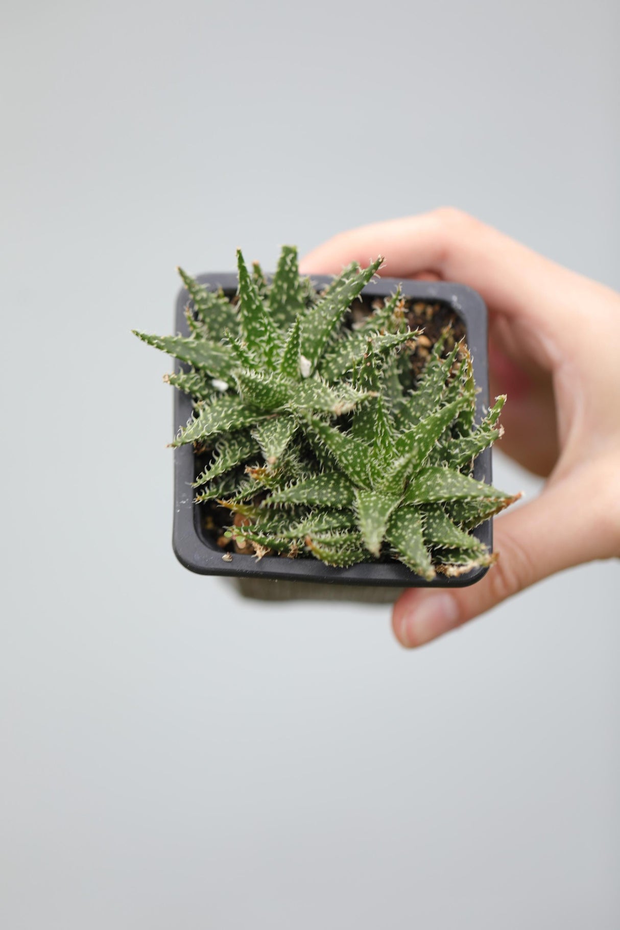 Aloe Pepe in a 3" Nursery Pot -Succulent Plant - Charming Mini Indoor Cactus - Low-Maintenance Plants for Small Spaces – Perfect for Gifting