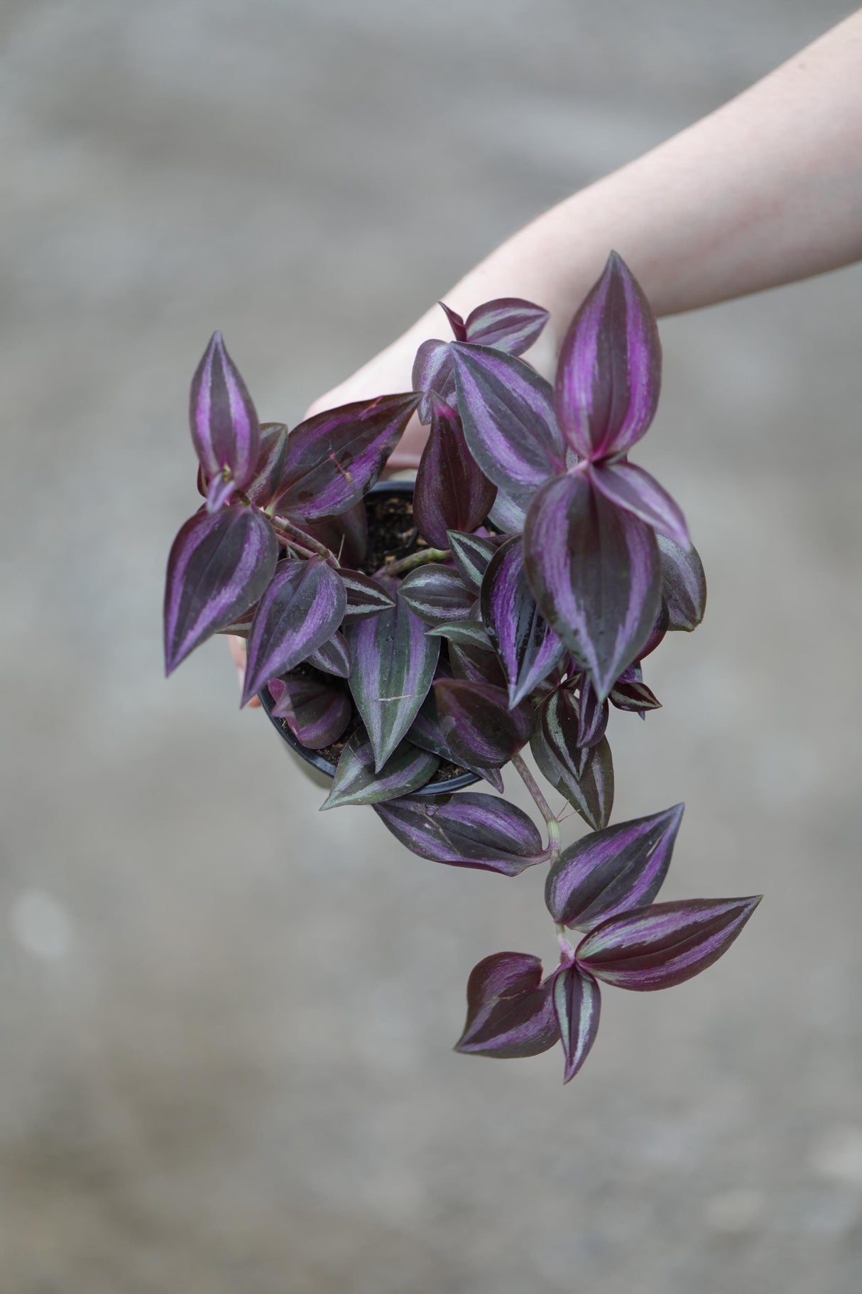 Purple Wandering Jew in 4 ” Grow Pot - Tradescantia Wandering Dude Plant - Air Purifying Houseplant - Pet Safe Indoor Plant -Low light Plant