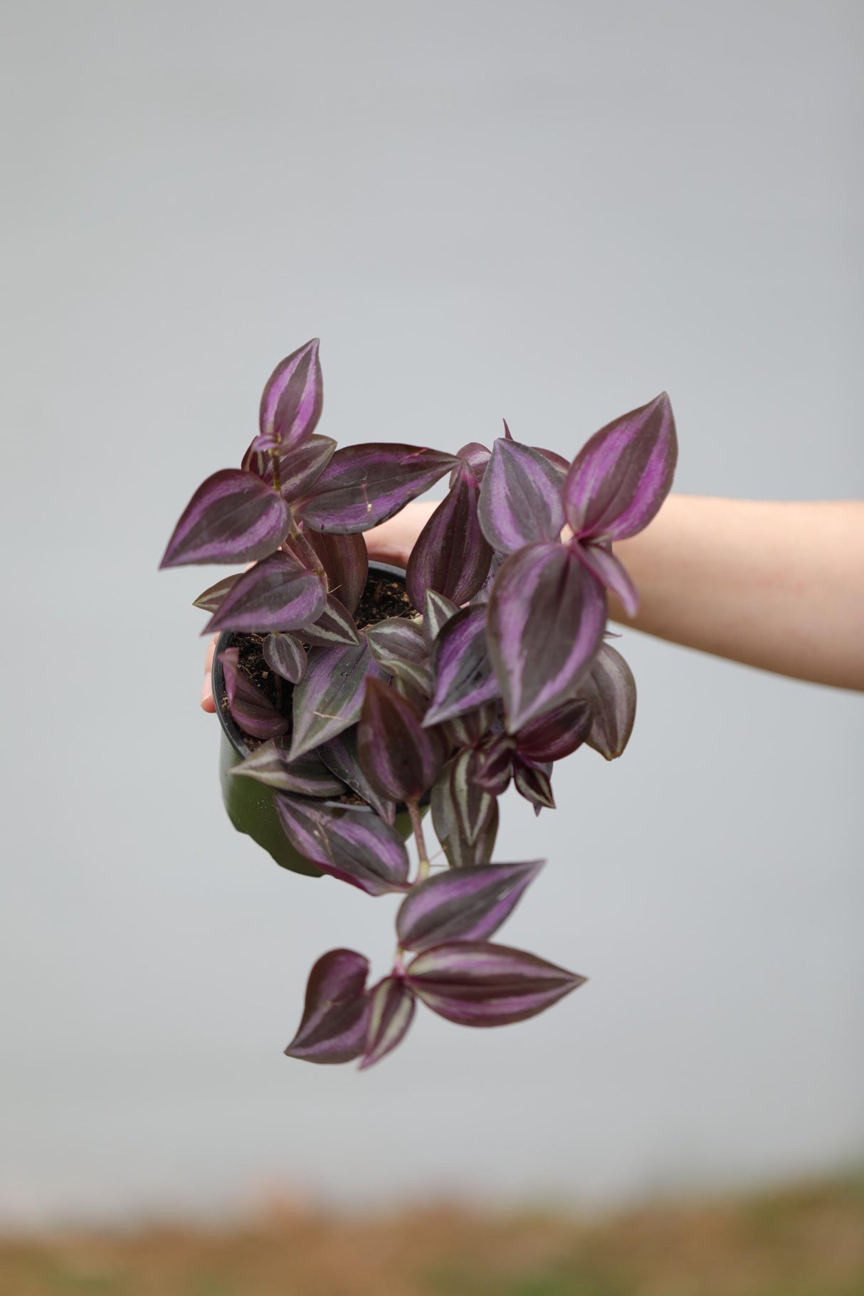 Purple Wandering Jew in 4 ” Grow Pot - Tradescantia Wandering Dude Plant - Air Purifying Houseplant - Pet Safe Indoor Plant -Low light Plant