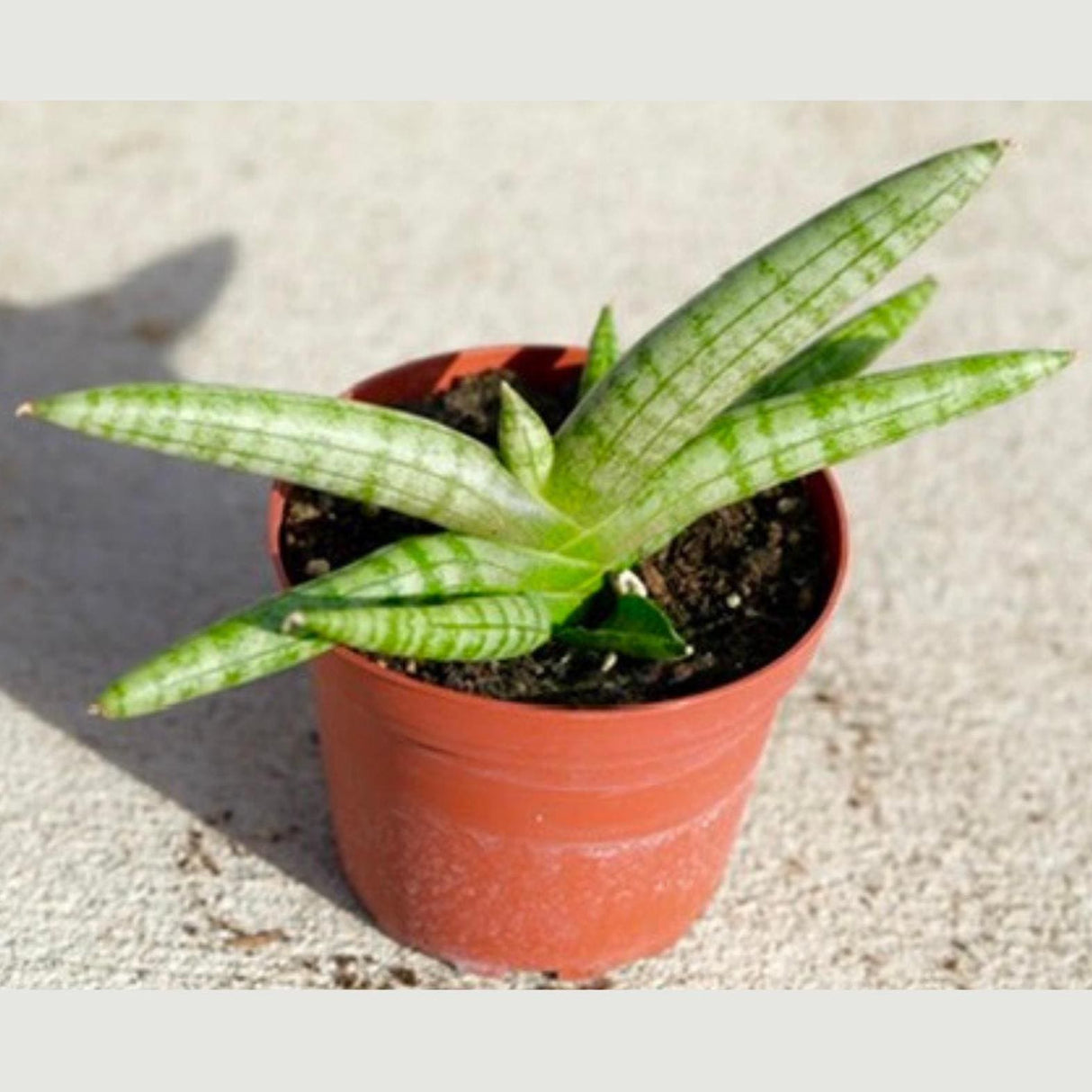 Sansevieria Cylindrica Boncel in 3" Nursery Pot - Starfish Snake Plant - Low Maintenance Houseplant - Pet-Safe Indoor Plant -Low Light Plant