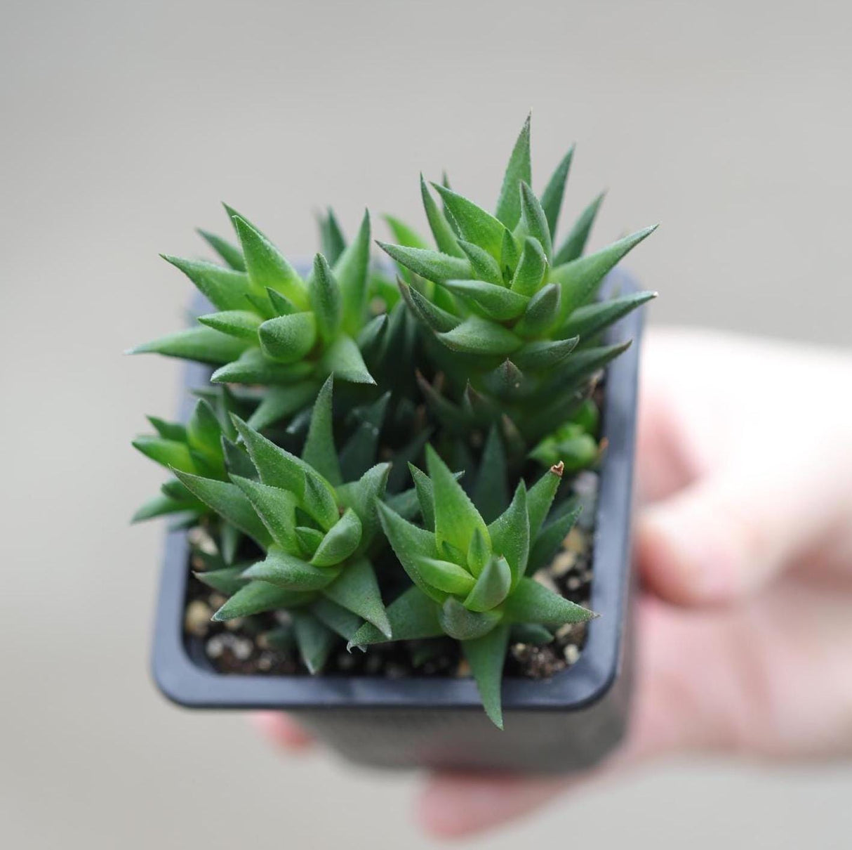 Haworthiopsis Marumiana in a 3" Nursery Pot - Succulent Plant – Low-Light Indoor Plant - Air-Purifying Houseplant -Easy Care Indoor Plant