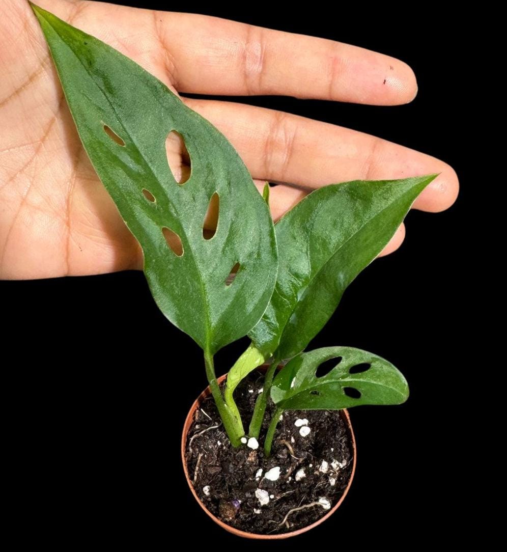 Monstera Swiss Cheese Potted Plant - Monstera Adansonii - Swiss Plants - Live Indoor Plant - Monstera Plant- Air Purification Houseplant