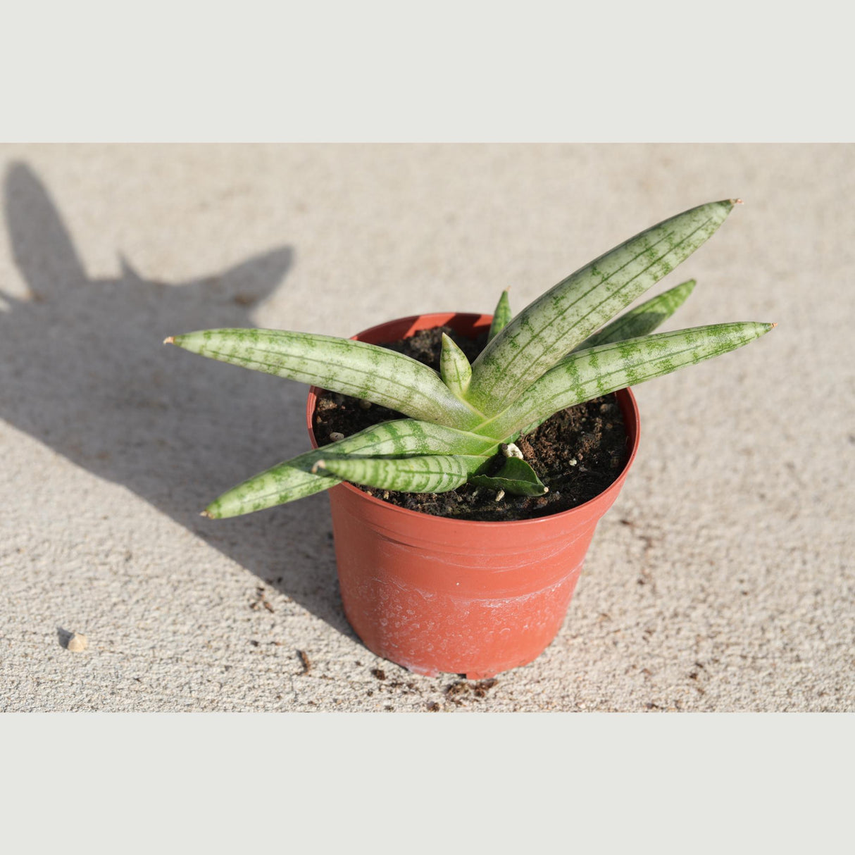 Sansevieria Cylindrica Boncel in 3" Nursery Pot - Starfish Snake Plant - Low Maintenance Houseplant - Pet-Safe Indoor Plant -Low Light Plant