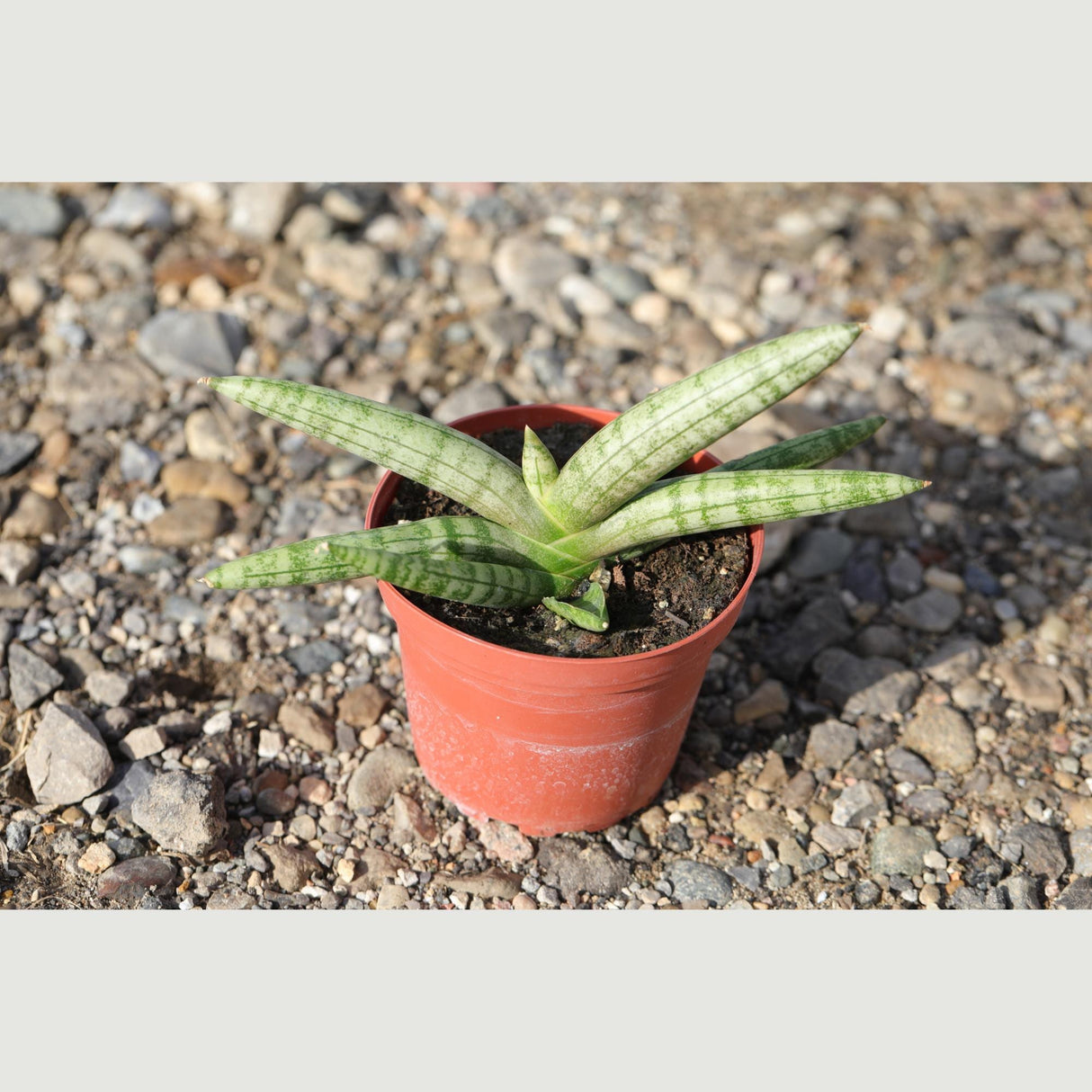 Sansevieria Cylindrica Boncel in 3" Nursery Pot - Starfish Snake Plant - Low Maintenance Houseplant - Pet-Safe Indoor Plant -Low Light Plant