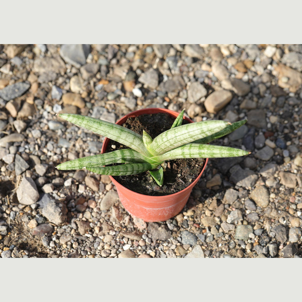 Sansevieria Cylindrica Boncel in 3" Nursery Pot - Starfish Snake Plant - Low Maintenance Houseplant - Pet-Safe Indoor Plant -Low Light Plant
