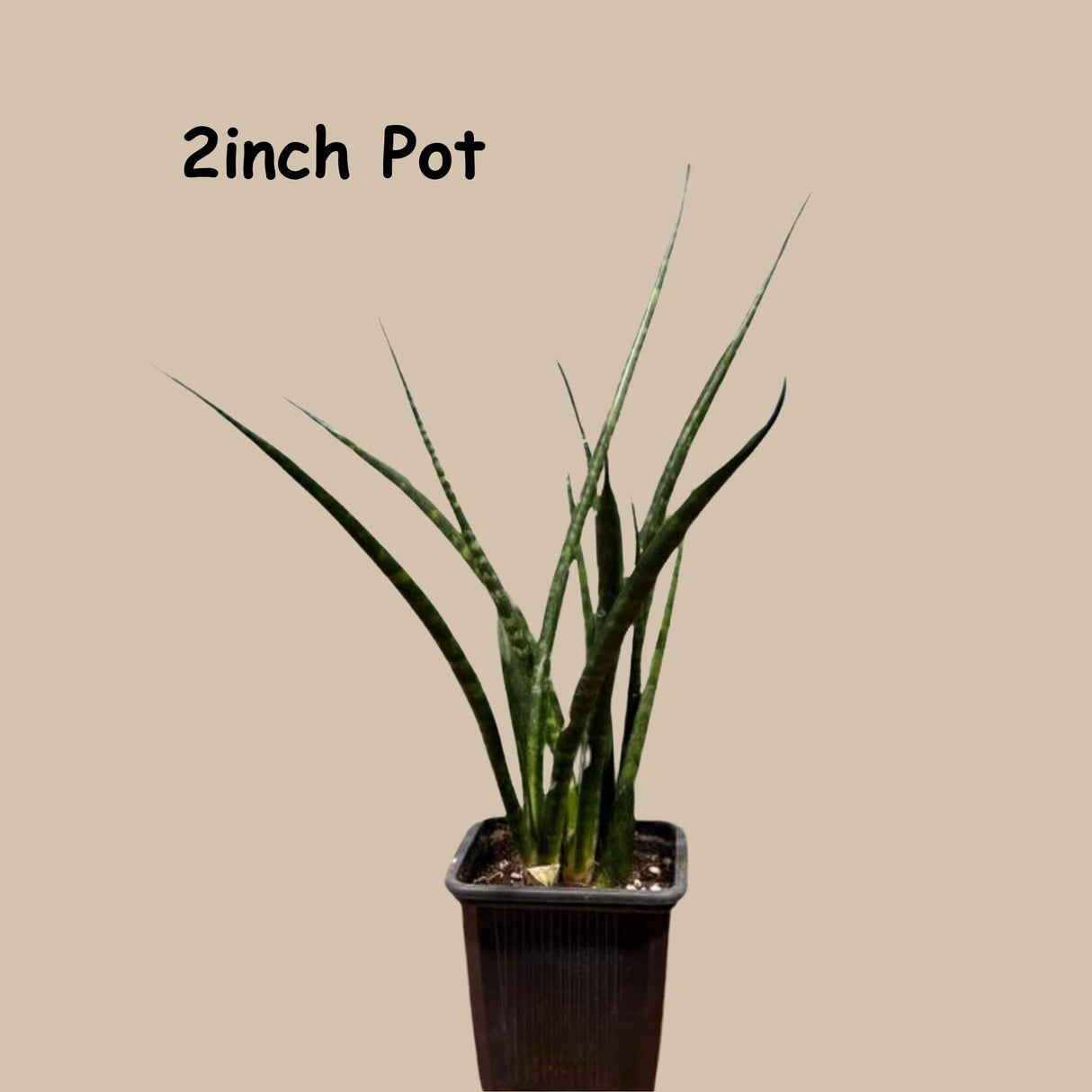 Rare Fernwood Mikado Snake Plant - Indoor Easy Care Low Maintenance Houseplant - Low Light Succulent - Kids plant - Small Terrarium Plant