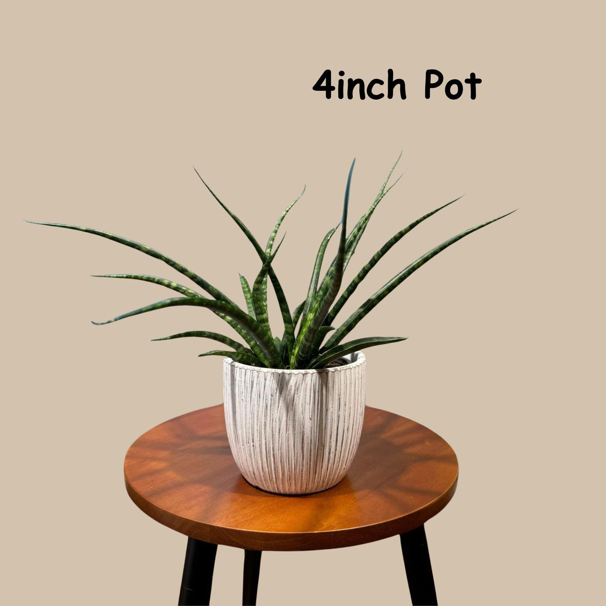 Rare Fernwood Mikado Snake Plant - Indoor Easy Care Low Maintenance Houseplant - Low Light Succulent - Kids plant - Small Terrarium Plant