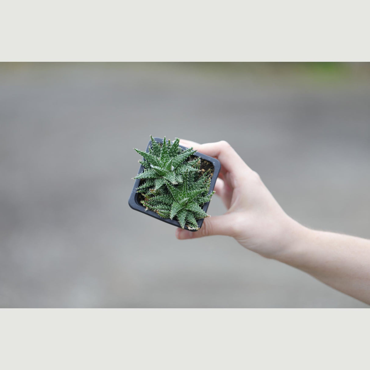 Aloe Pepe in a 3" Nursery Pot -Succulent Plant - Charming Mini Indoor Cactus - Low-Maintenance Plants for Small Spaces – Perfect for Gifting