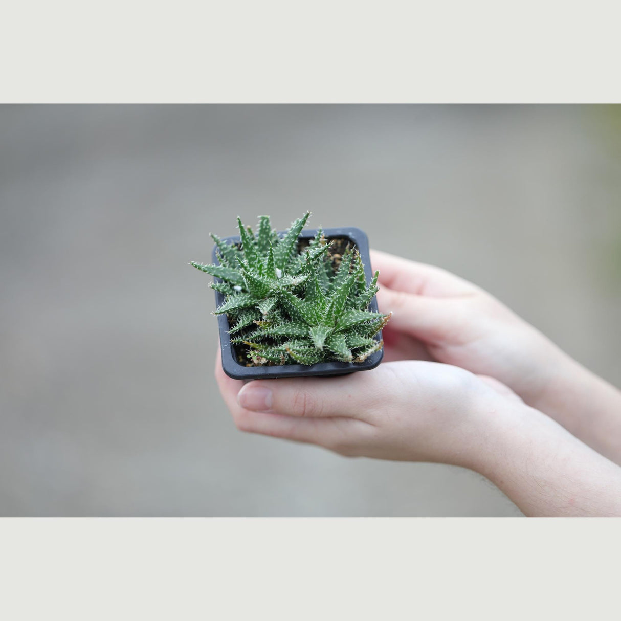 Aloe Pepe in a 3" Nursery Pot -Succulent Plant - Charming Mini Indoor Cactus - Low-Maintenance Plants for Small Spaces – Perfect for Gifting