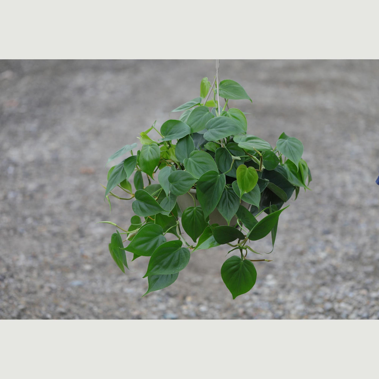 Heartleaf Philodendron in a 8" Hanging Basket - Philodendron Cordatum - Vining Plant - Low light Indoor Plants - Easy Care Houseplant