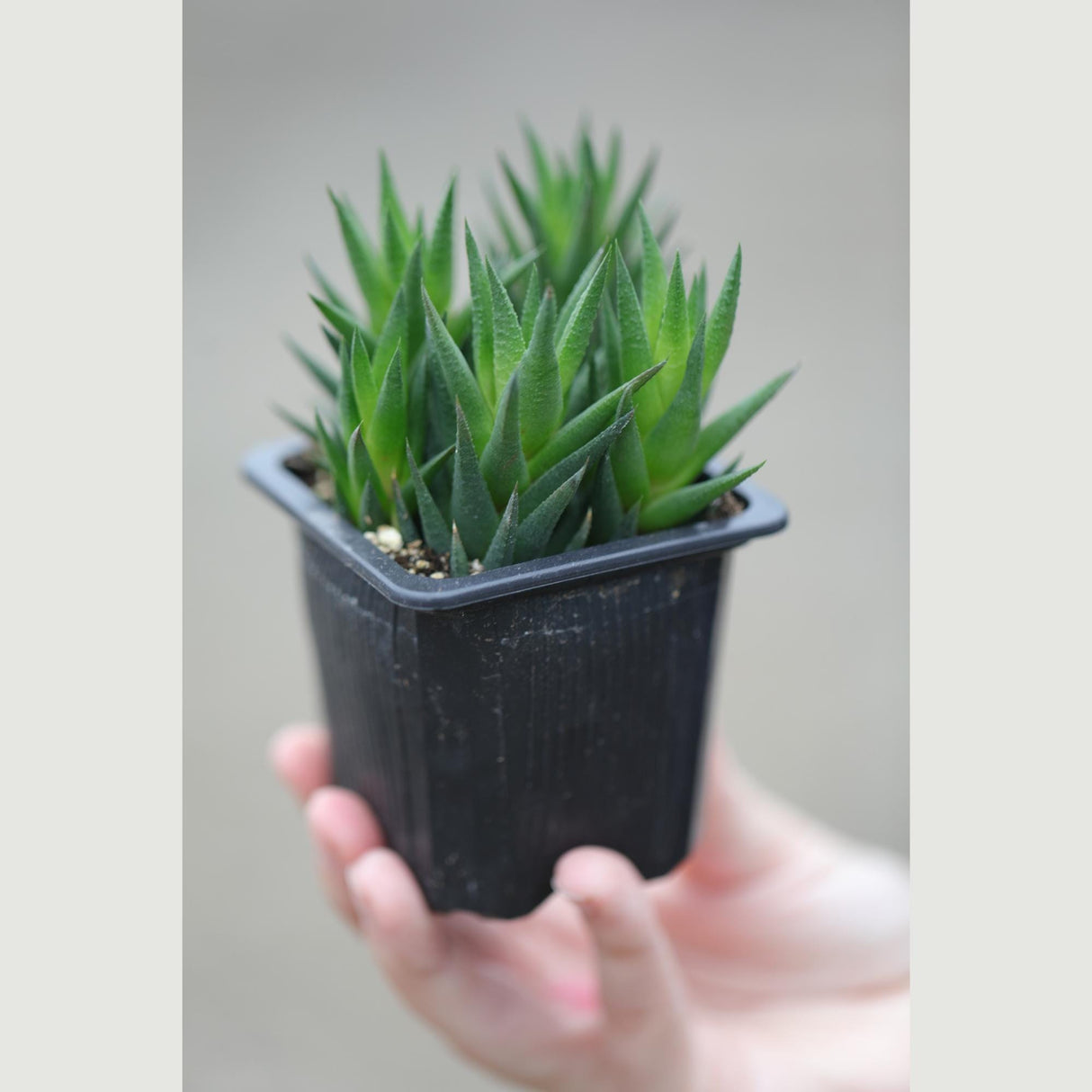 Haworthiopsis Marumiana in a 3" Nursery Pot - Succulent Plant – Low-Light Indoor Plant - Air-Purifying Houseplant -Easy Care Indoor Plant