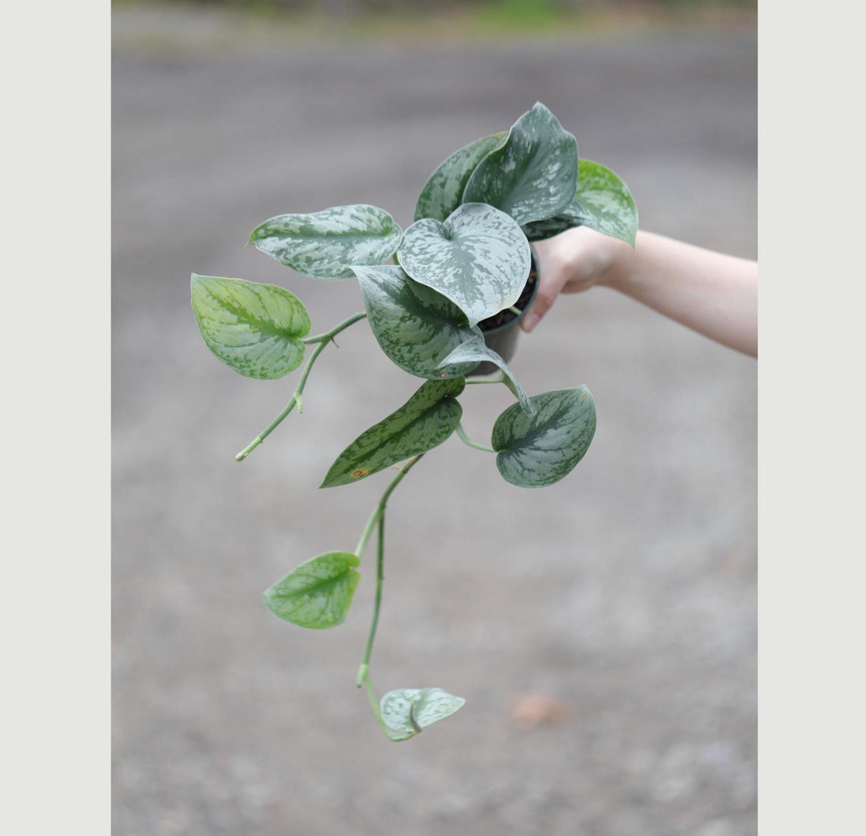 Scindapsus Silver Exotica in a 3" Nursery Pot - Scindapsus Pictus - Silver Pothos Vining Plant -Air Purifying Indoor Plant -Low Light Plant