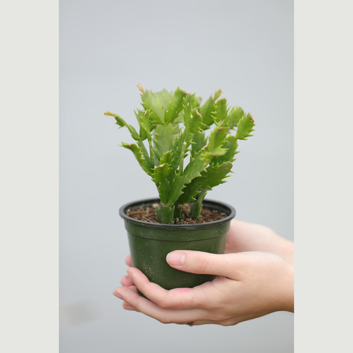Thanksgiving Cactus in a 4" Nursery Pot - Schlumbergera Truncata - Indoor Succulent Plant - Low light Gift Houseplant - Pet Safe Plant