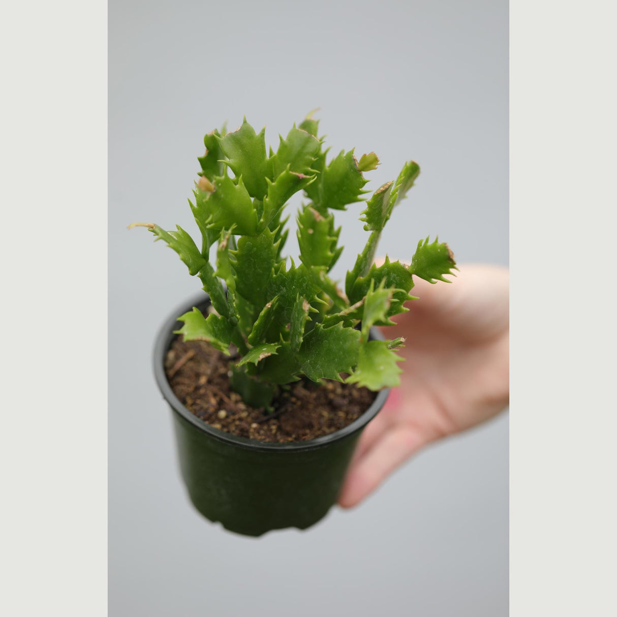 Thanksgiving Cactus in a 4" Nursery Pot - Schlumbergera Truncata - Indoor Succulent Plant - Low light Gift Houseplant - Pet Safe Plant